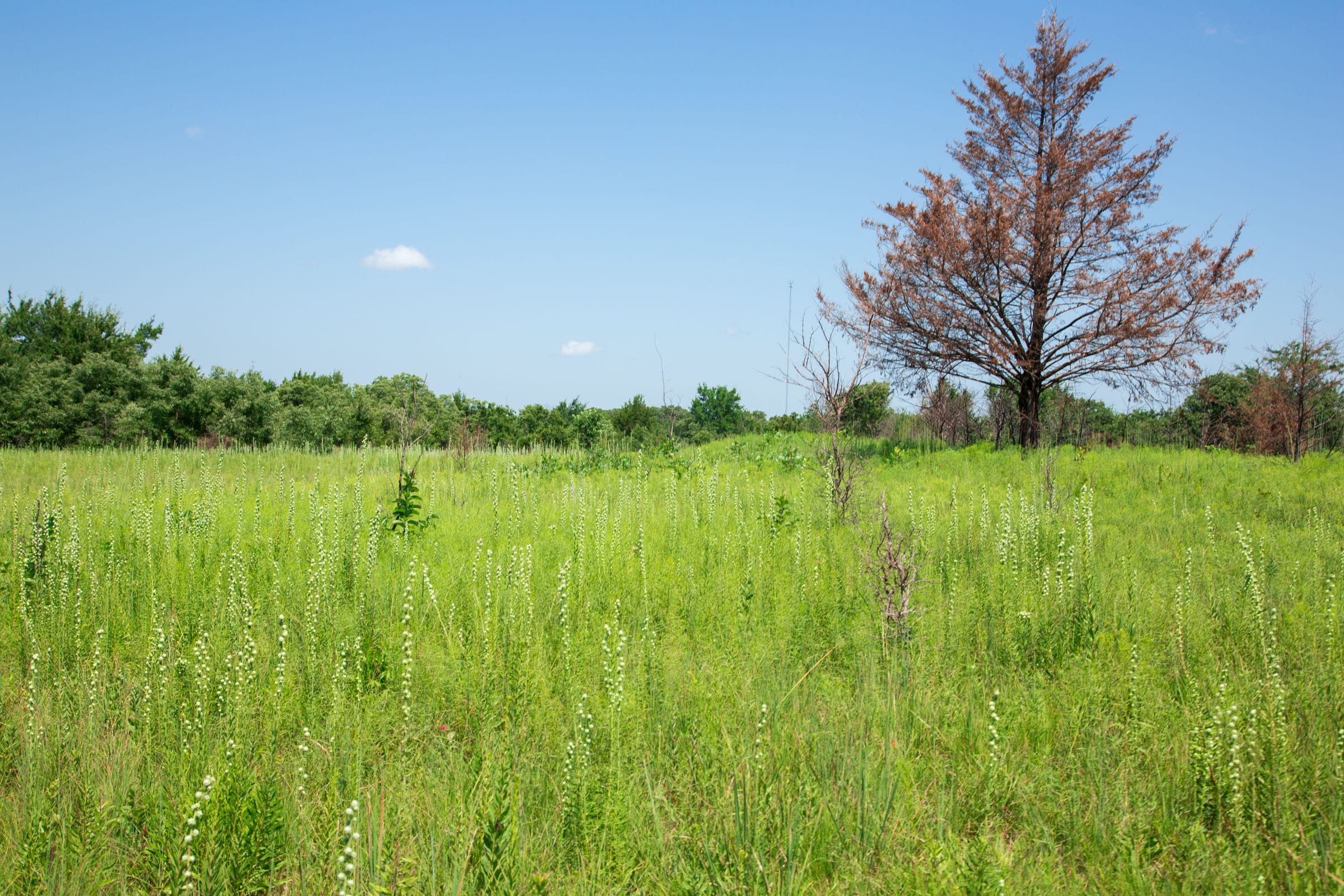 Deep Fork Ranch Tract 19 photo 11