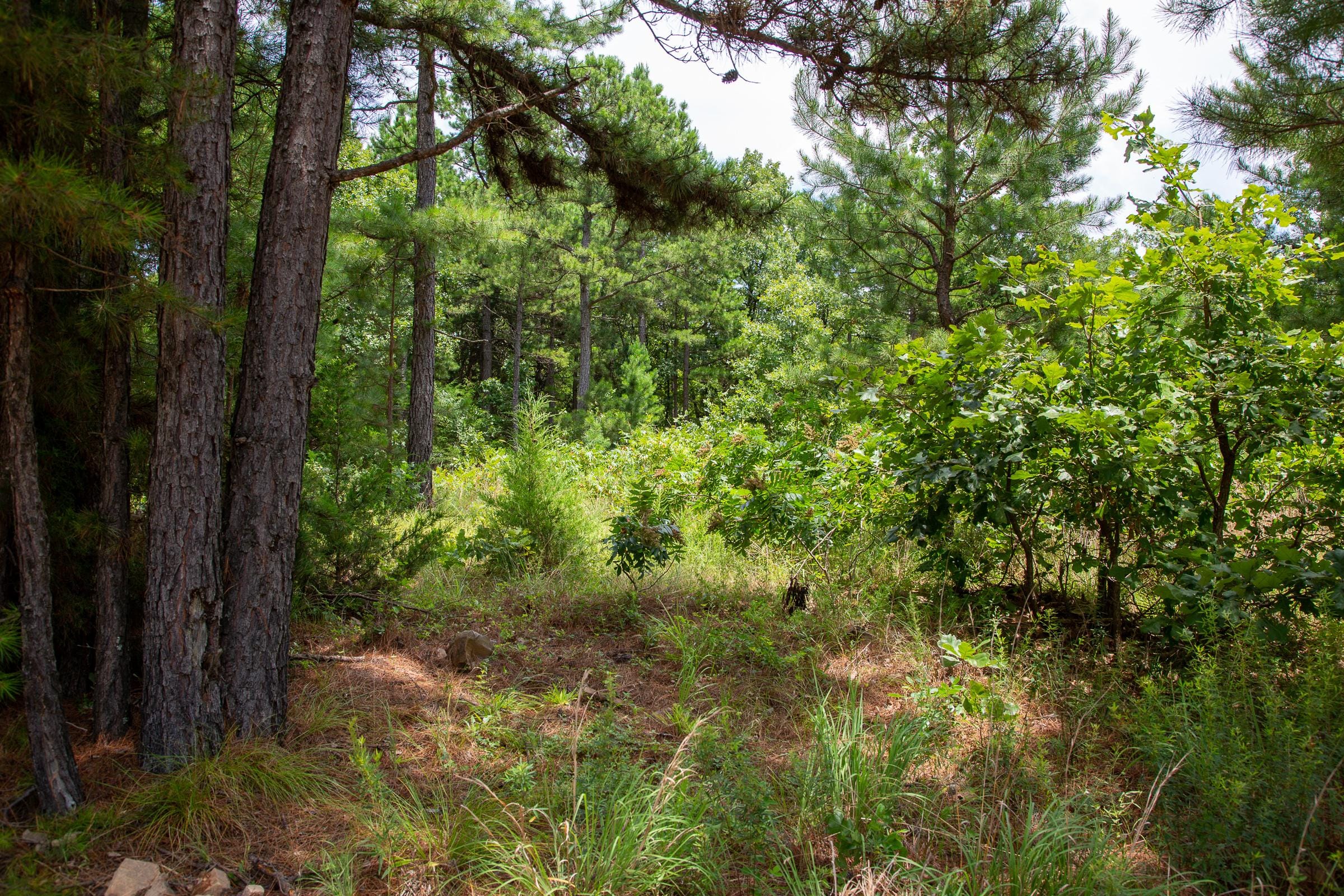 Tyler Stone Ranch Tract 22 photo 5