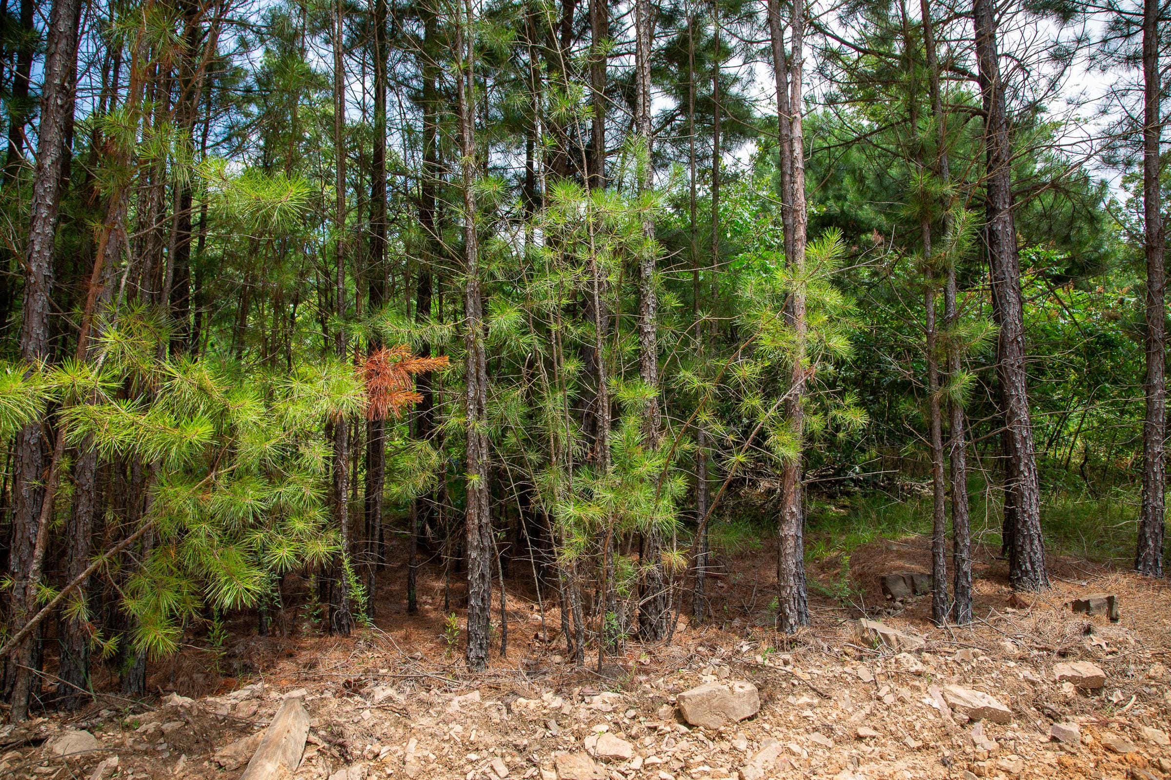 Tyler Stone Ranch Tract 22 photo 10