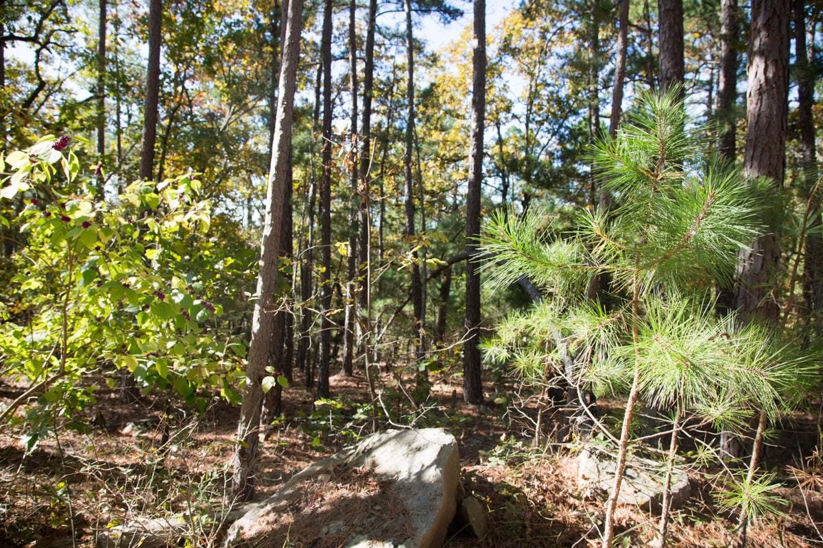 Stone Creek Phase I Tract 186 photo 8