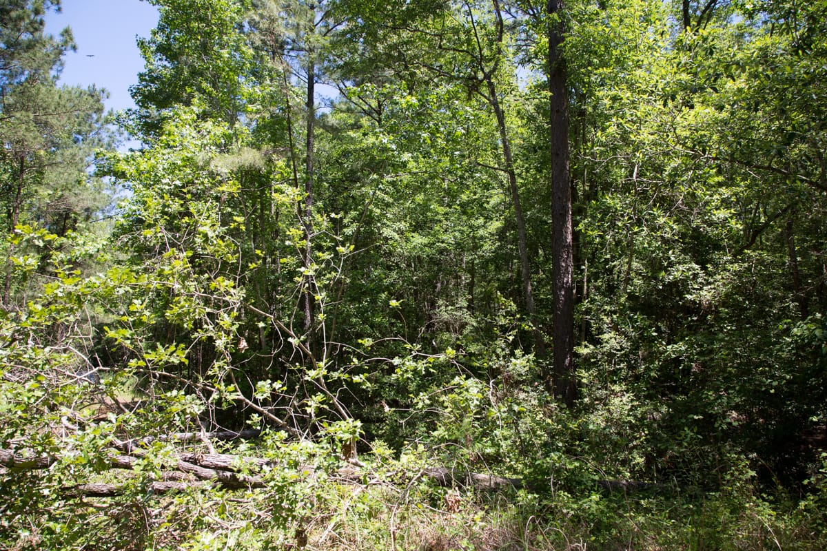 Rayburn Country Tract 245 photo 3