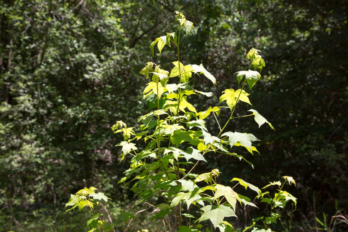 Rayburn Country Tract 245 photo 4