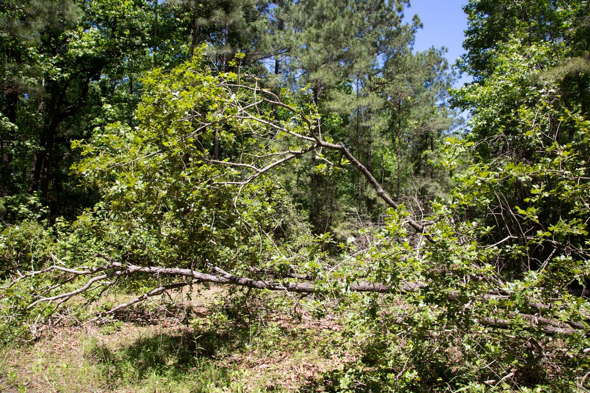 Rayburn Country Tract 245 photo 5