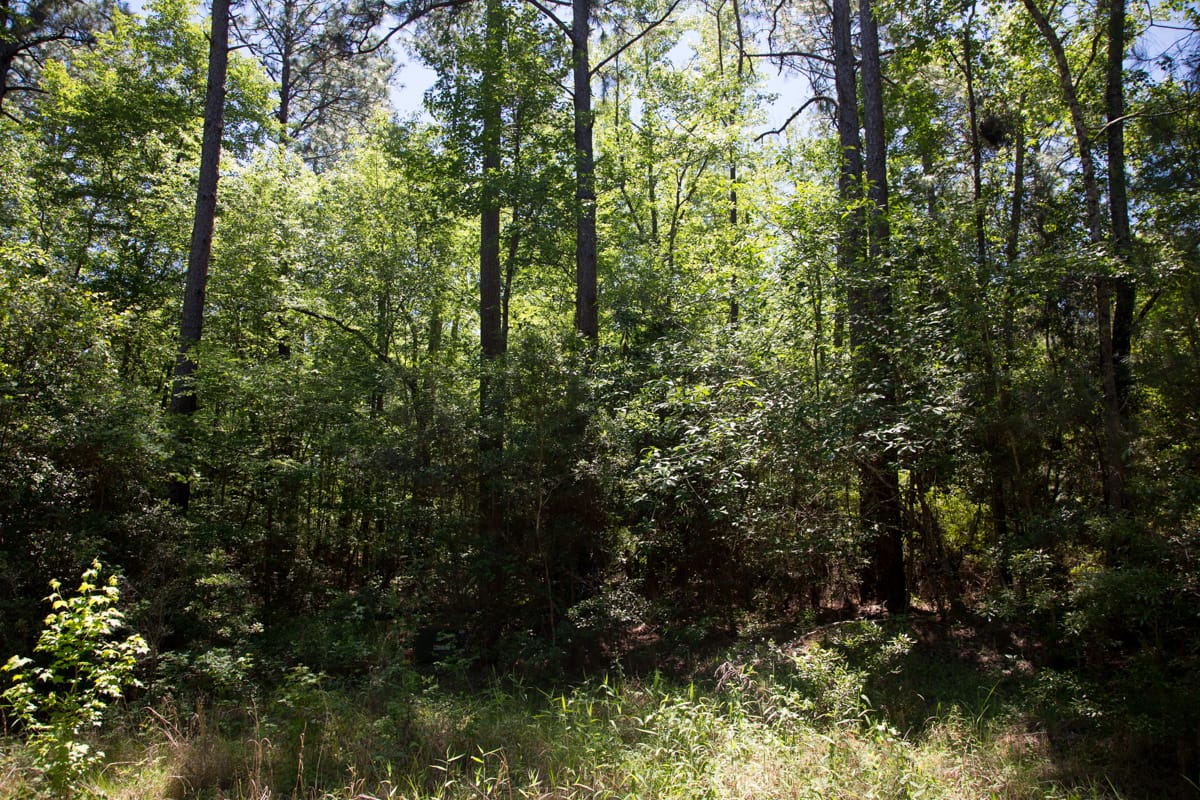 Rayburn Country Tract 245 photo 6