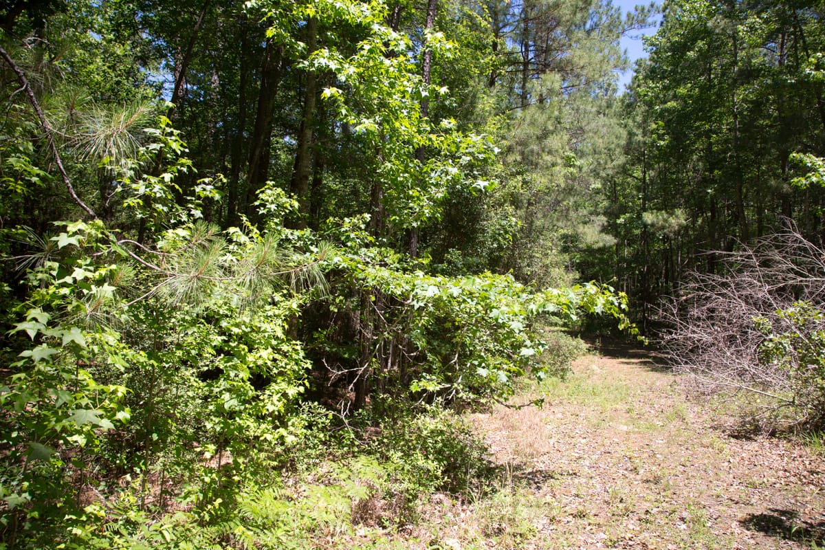 Rayburn Country Tract 245 photo 7