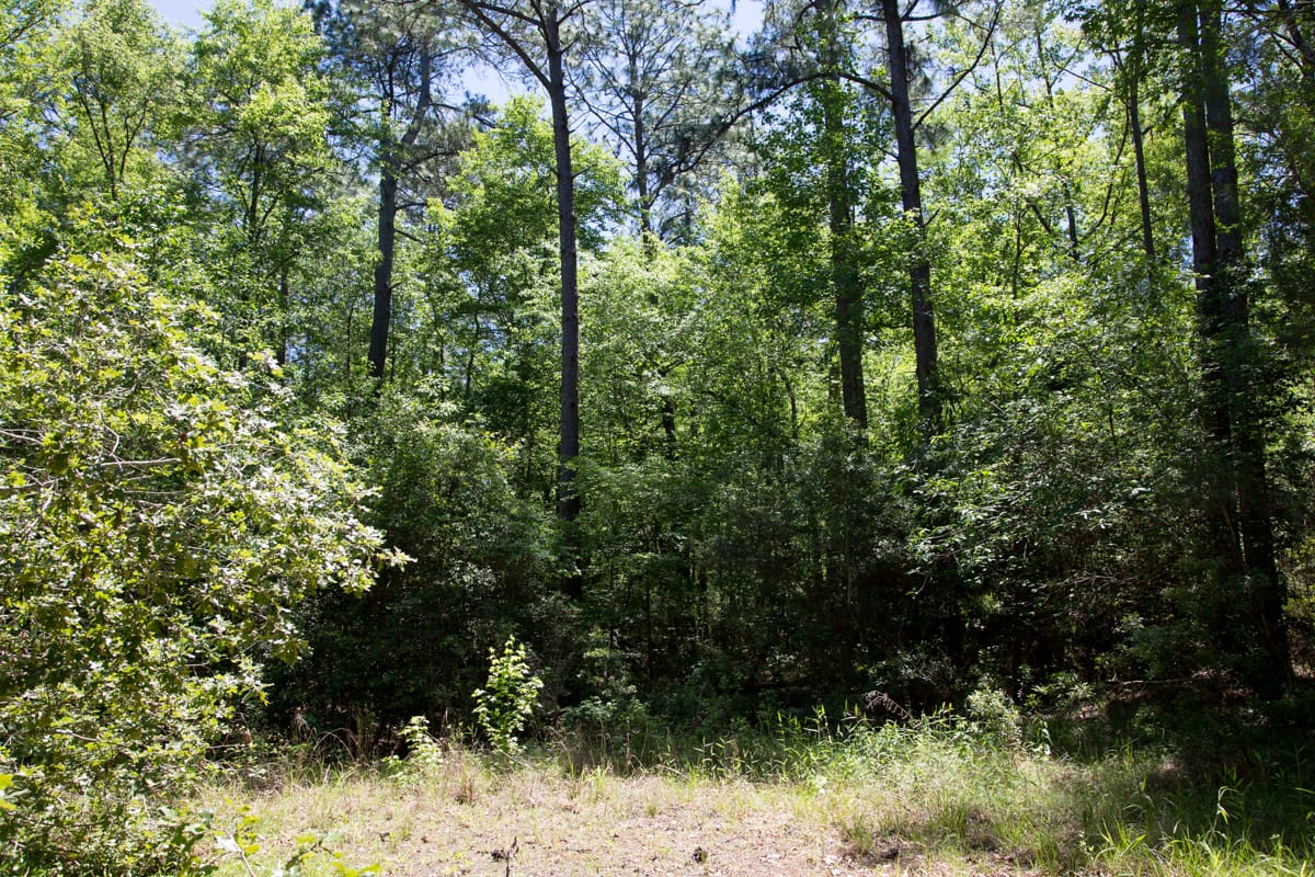 Rayburn Country Tract 245 photo 8