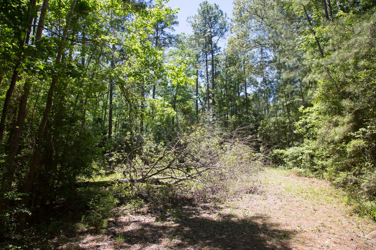 Rayburn Country Tract 245 photo 10