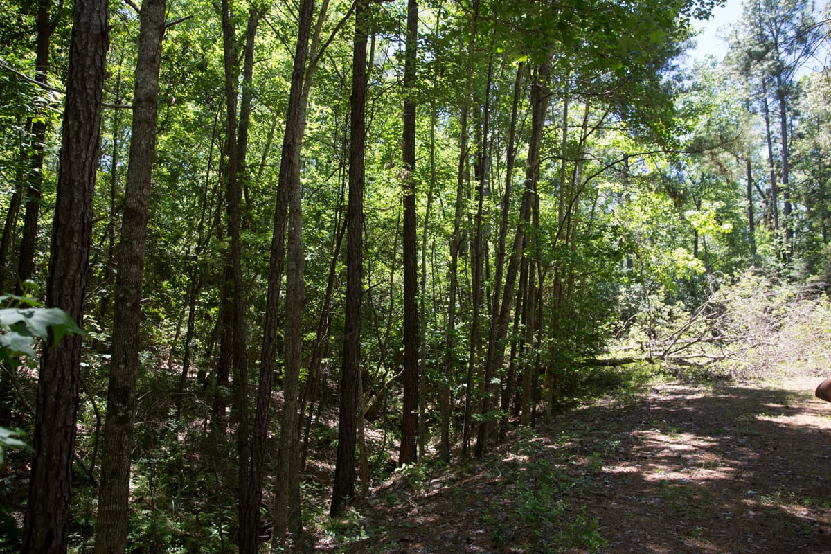 Rayburn Country Tract 245 photo 11