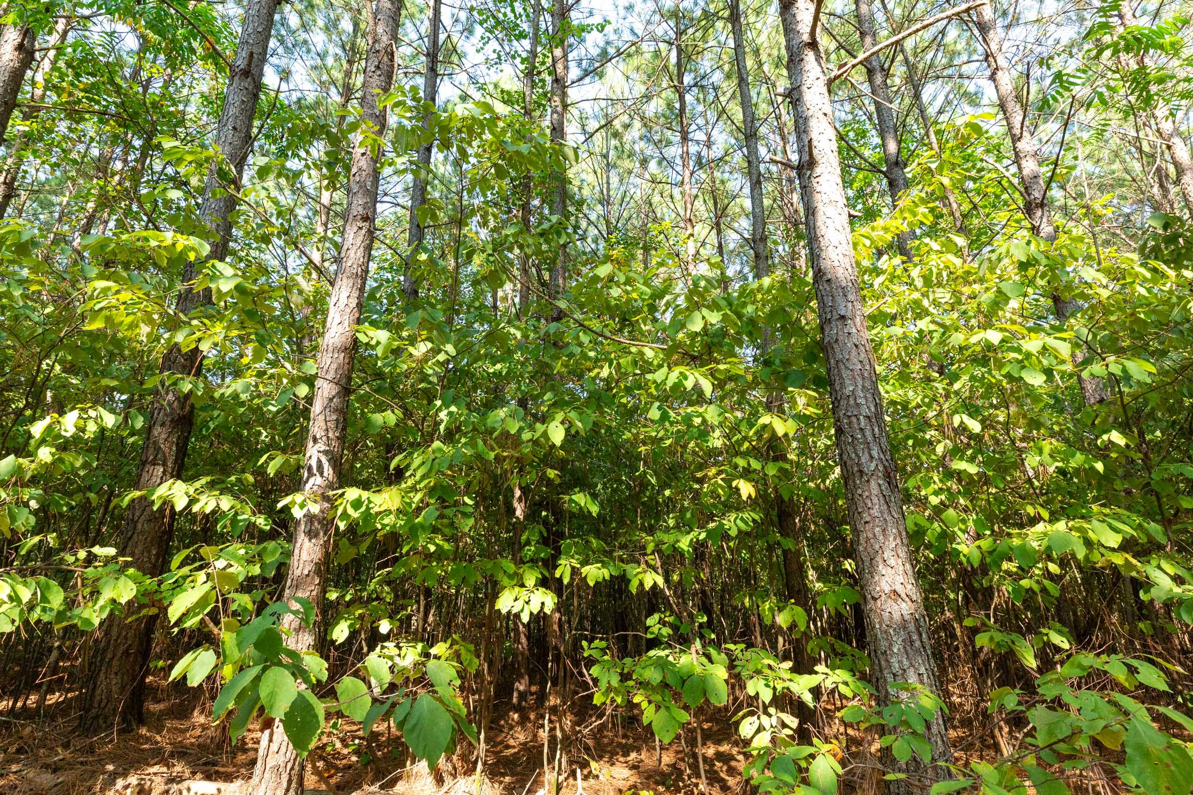Harvest Ridge Tract 14 photo 2