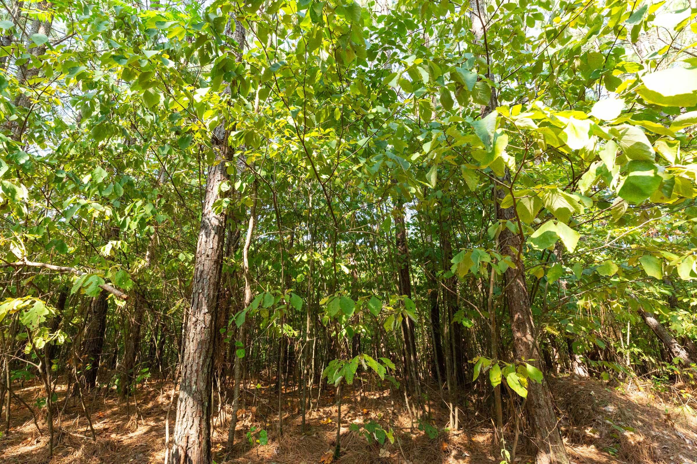 Harvest Ridge Tract 14 photo 4
