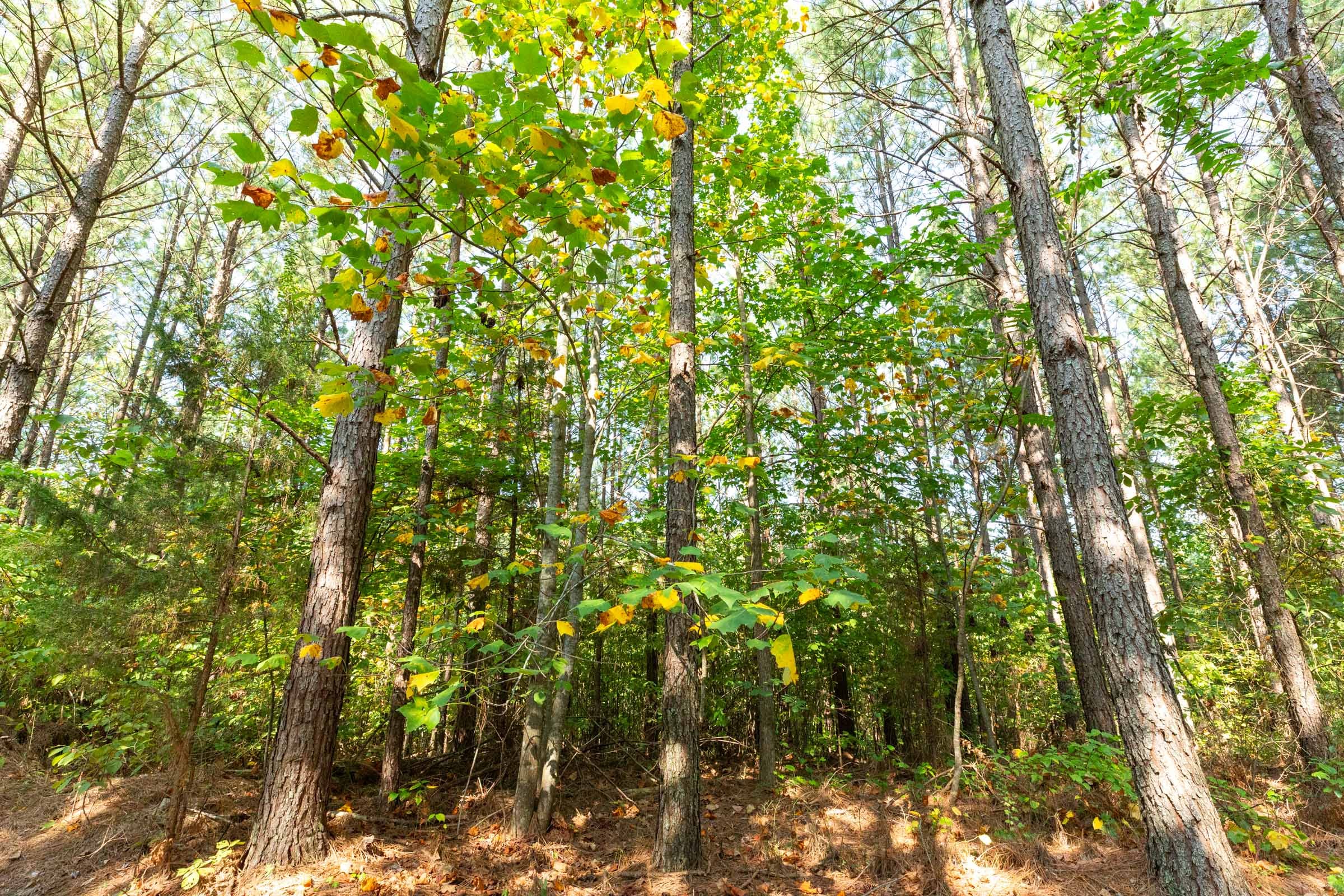 Harvest Ridge Tract 14 photo 6