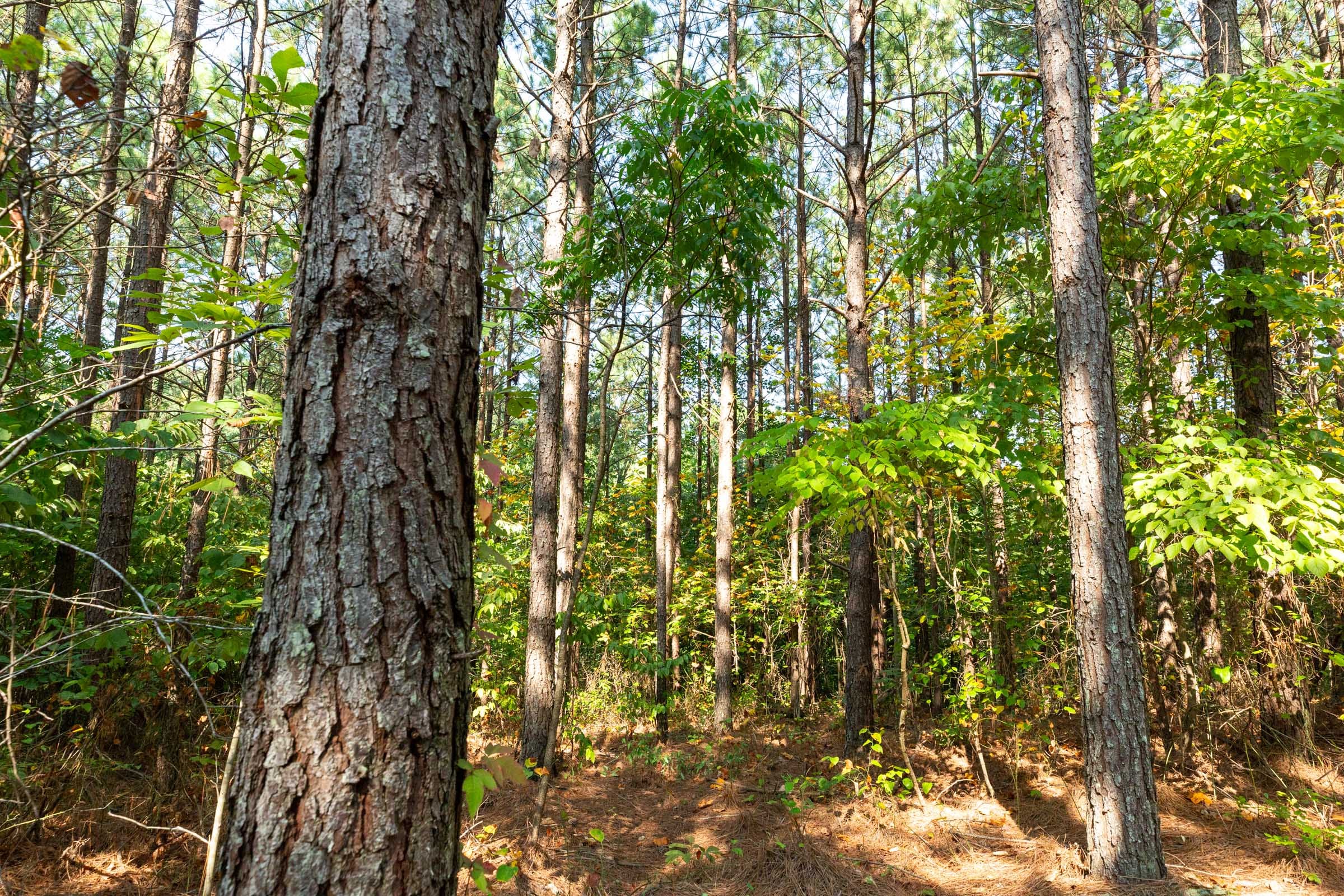 Harvest Ridge Tract 14 photo 3