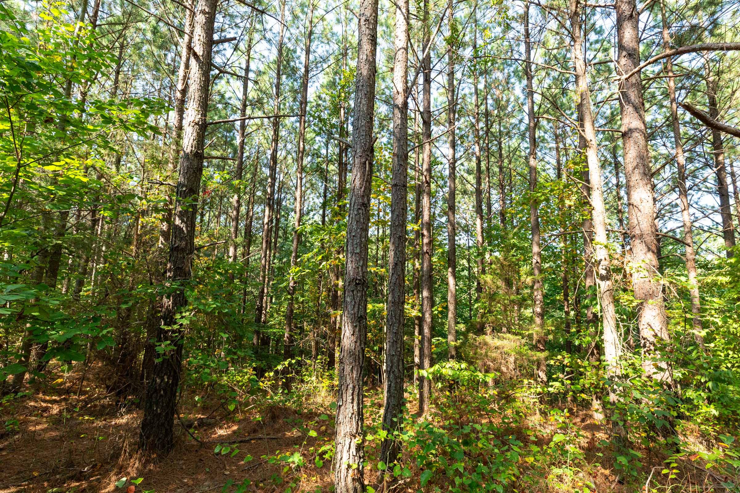 Harvest Ridge Tract 14 photo 5