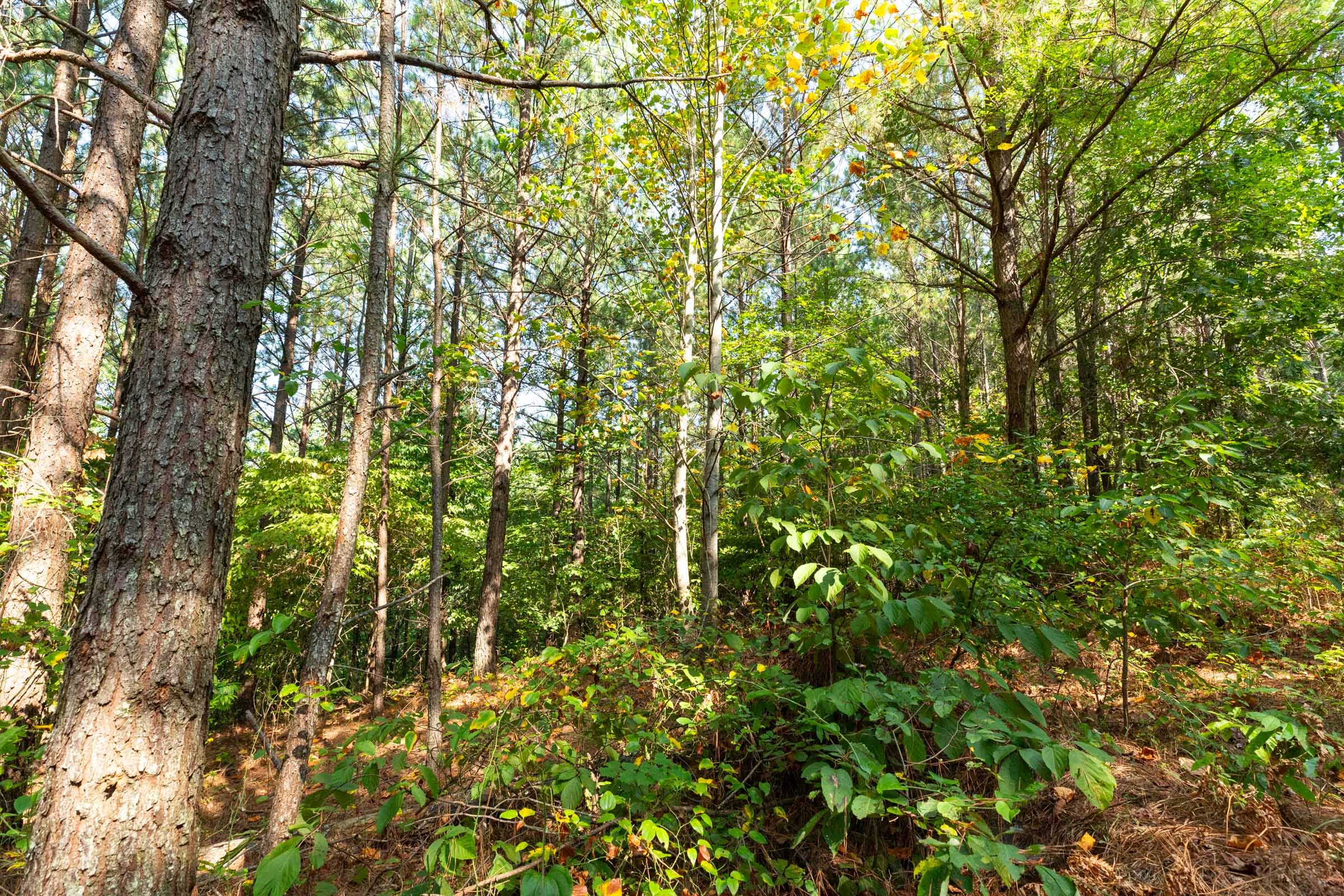 Harvest Ridge Tract 14 photo 8
