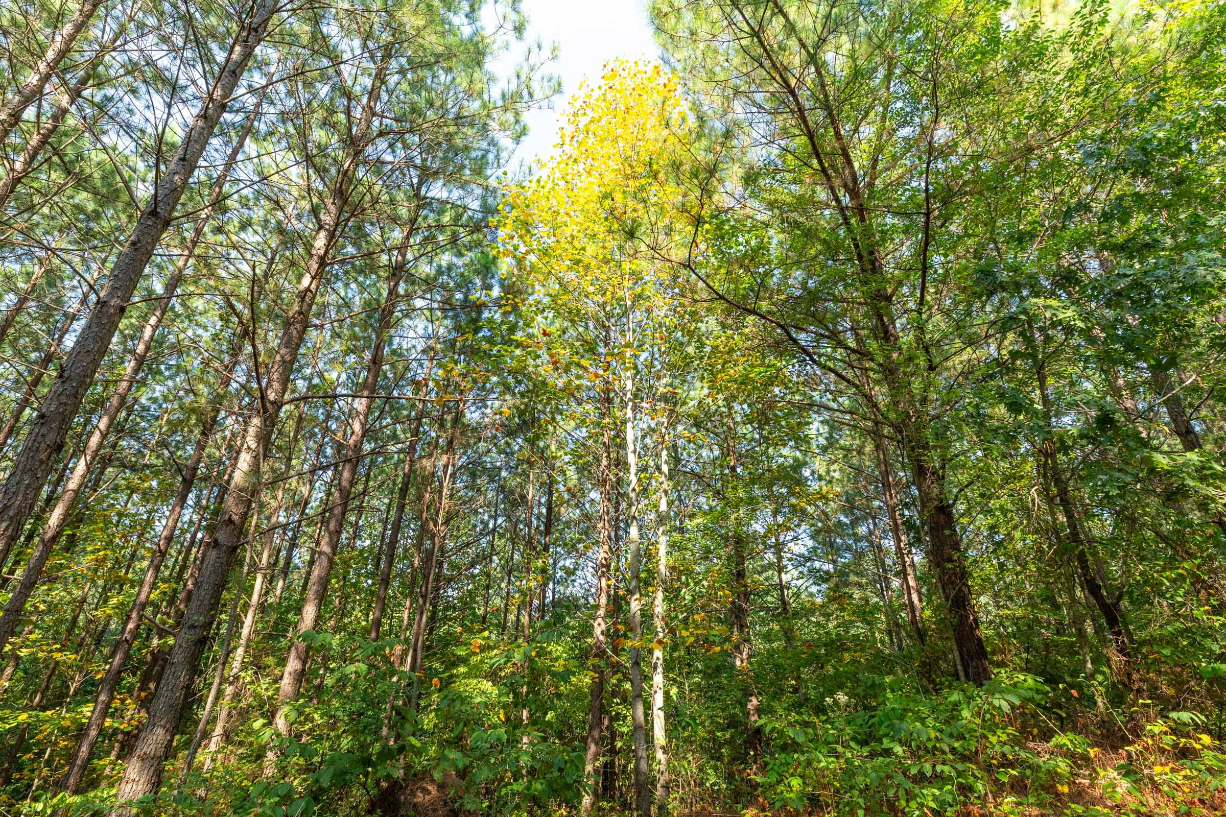 Harvest Ridge Tract 14 photo 10
