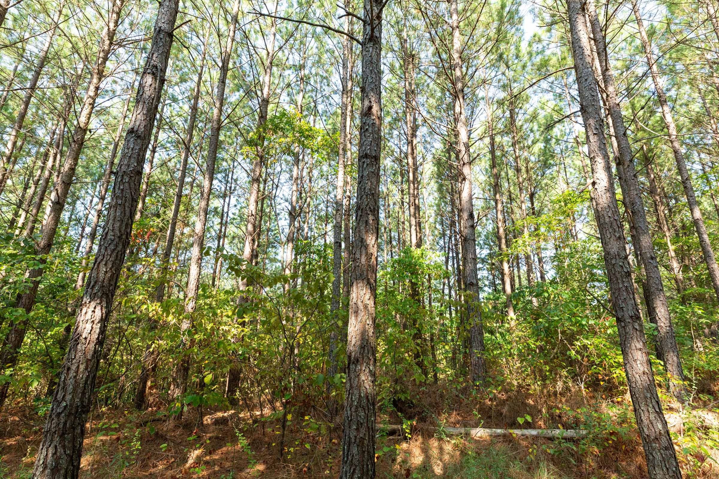 Harvest Ridge Tract 14 photo 9