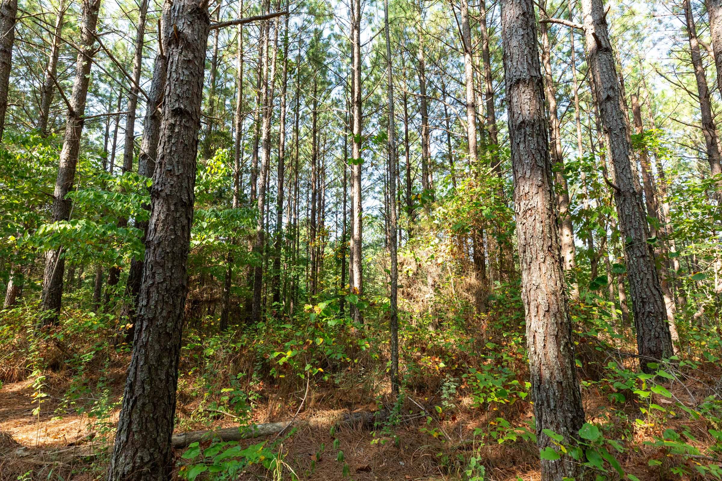 Harvest Ridge Tract 14 photo 11