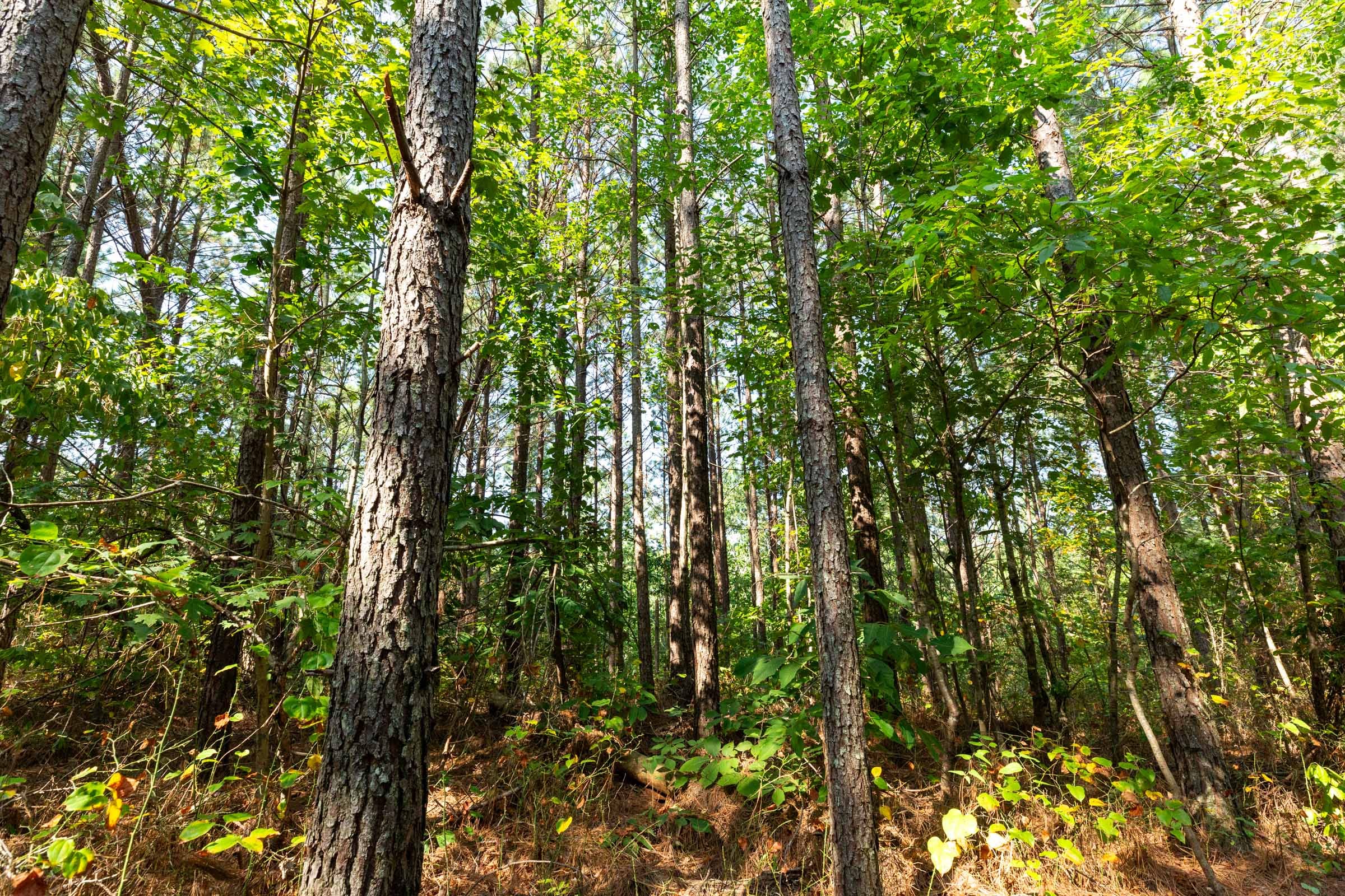 Harvest Ridge Tract 14 photo 13