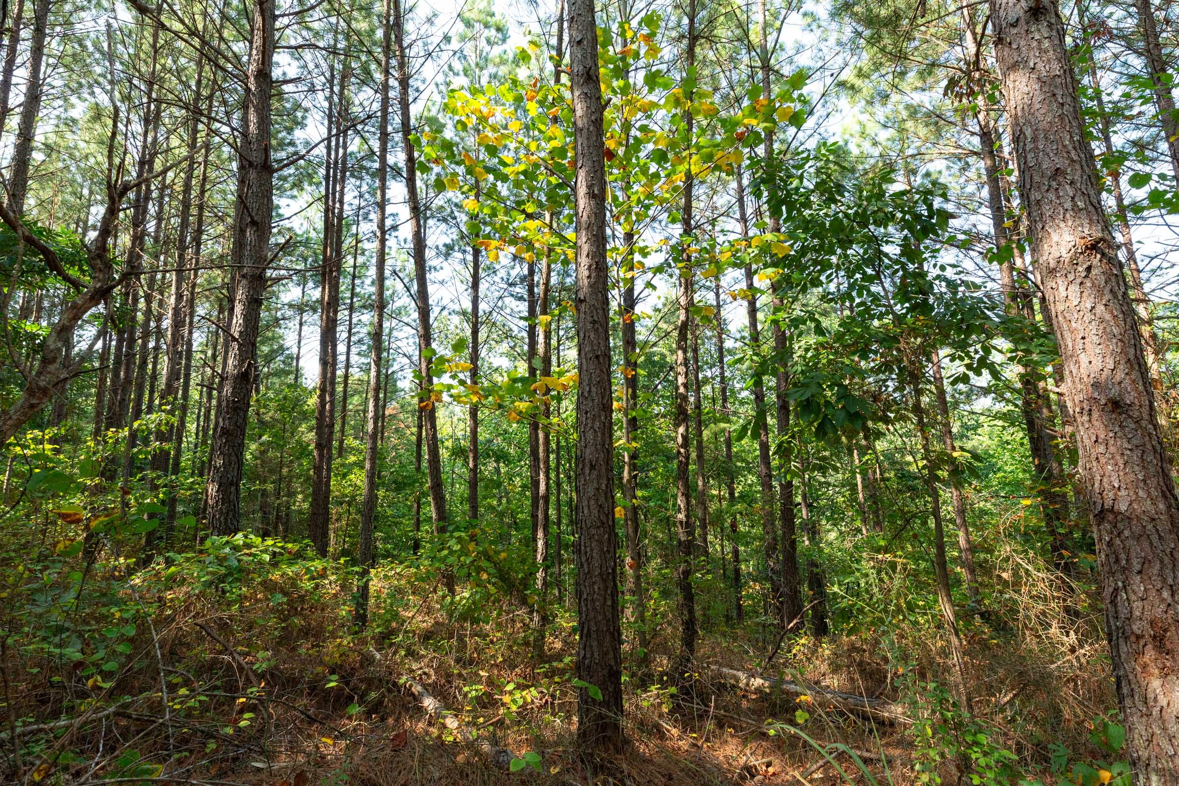 Harvest Ridge Tract 14 photo 12