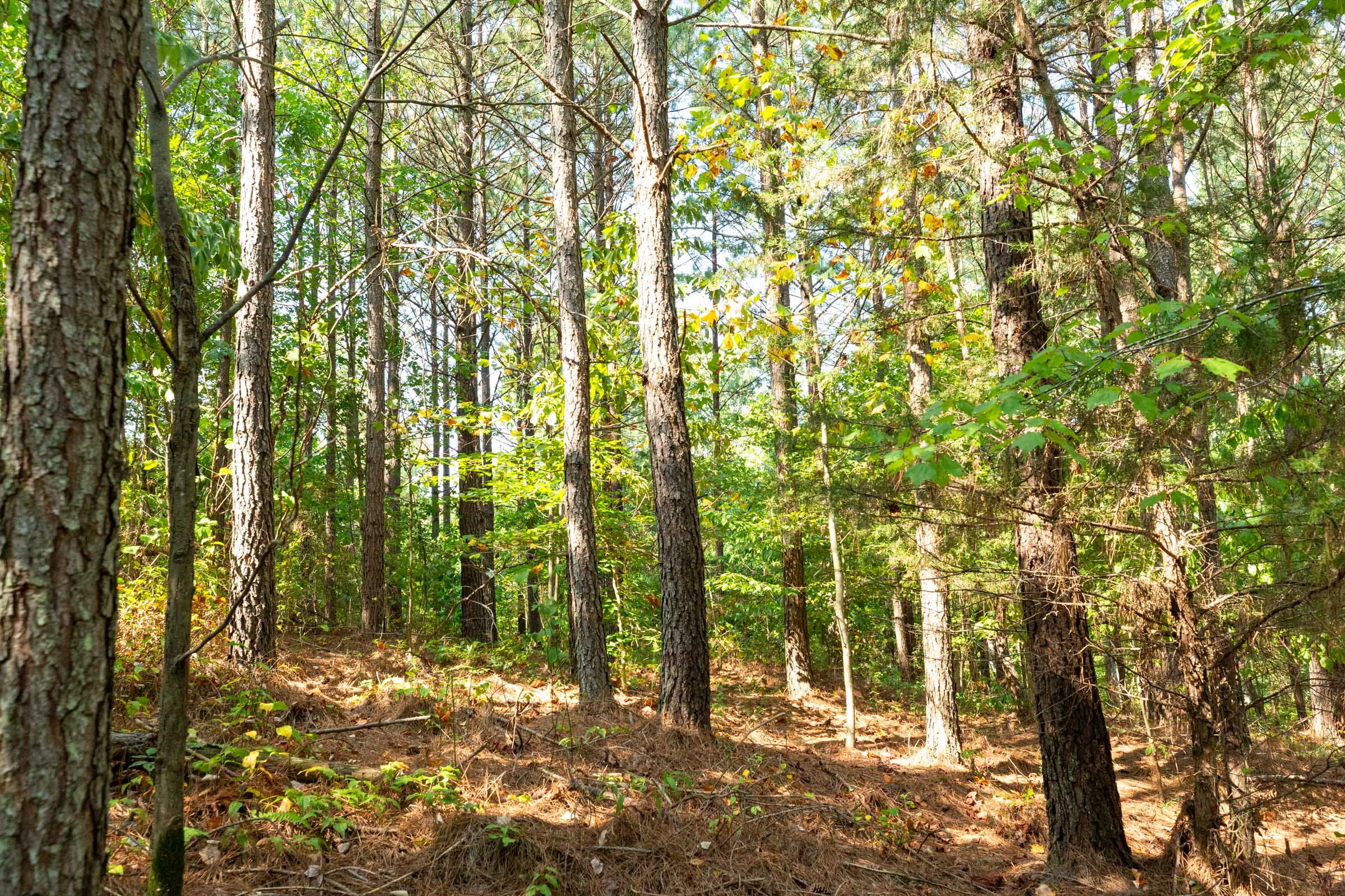 Harvest Ridge Tract 14 photo 14