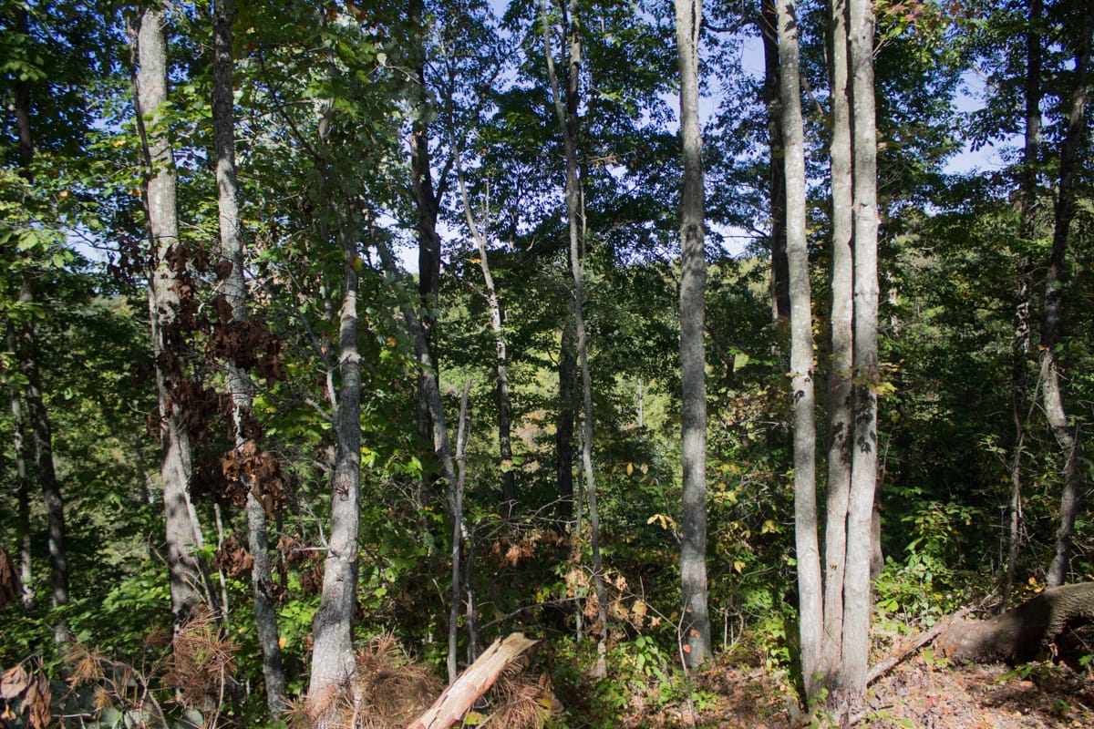 Black Oak Ranch Tract 7 photo 1