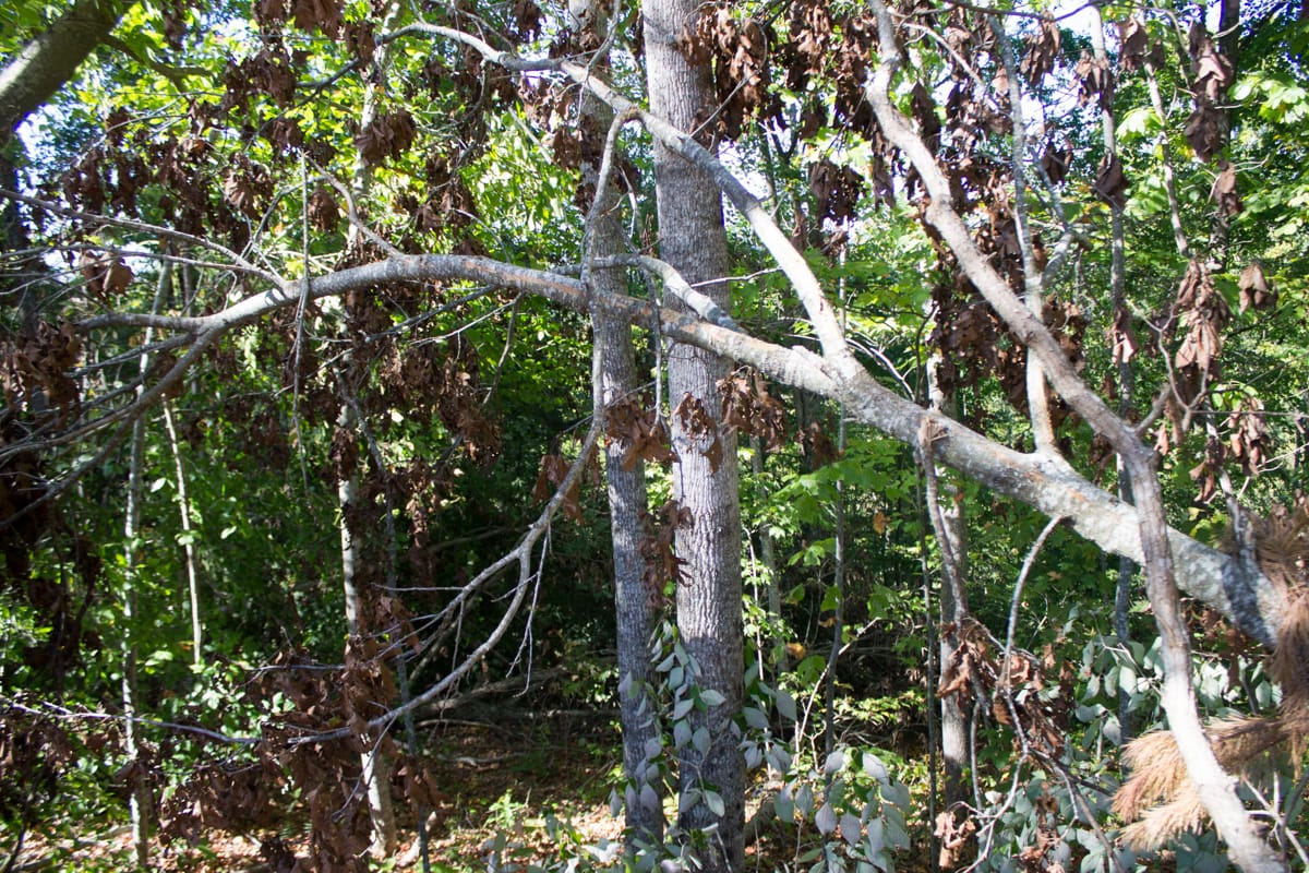 Black Oak Ranch Tract 7 photo 4