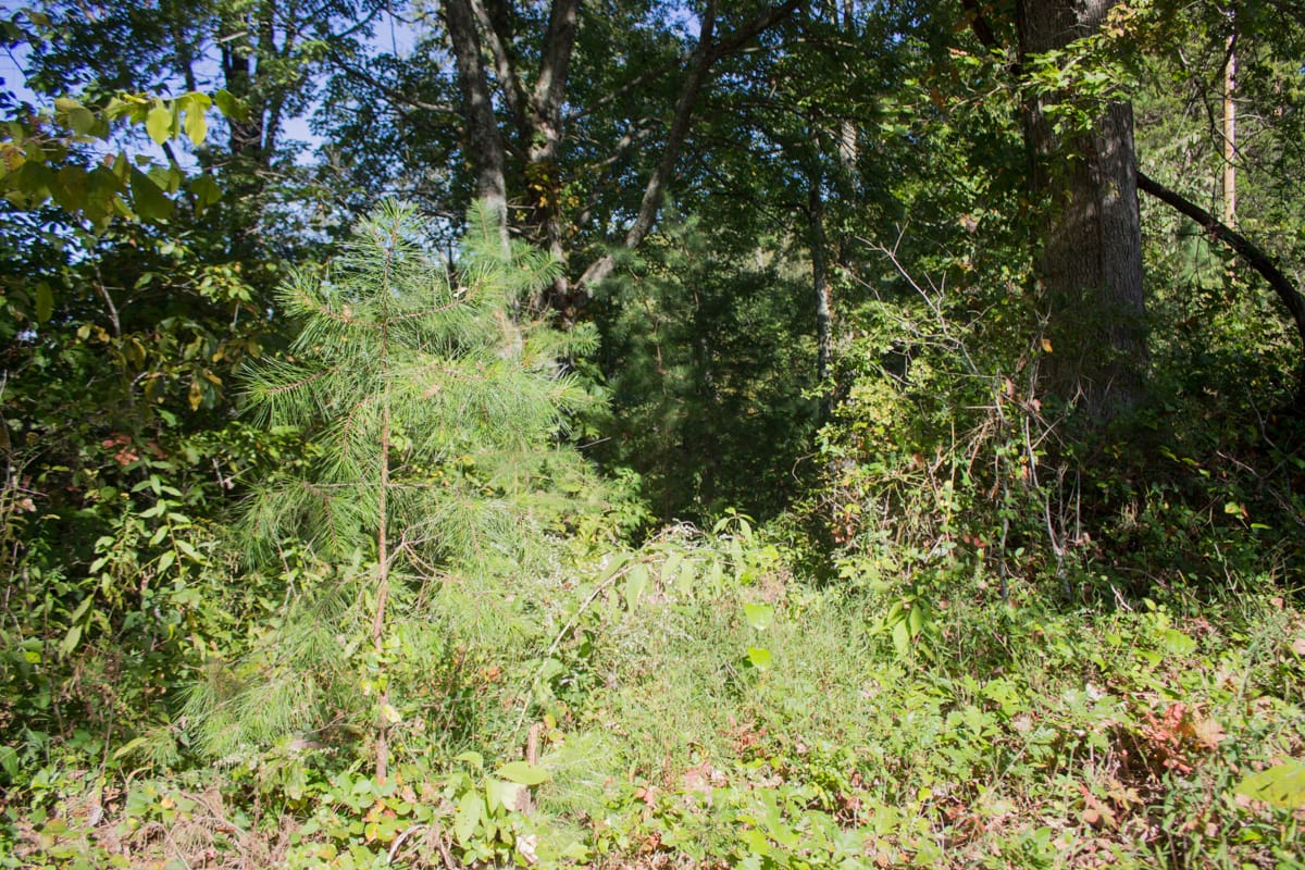 Black Oak Ranch Tract 7 photo 9