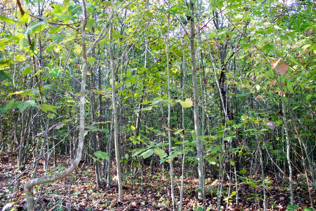 Black Oak Ranch Tract 7 photo 6