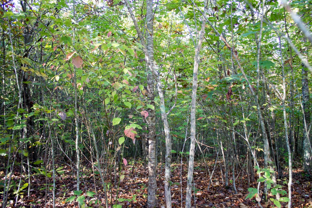Black Oak Ranch Tract 7 photo 10