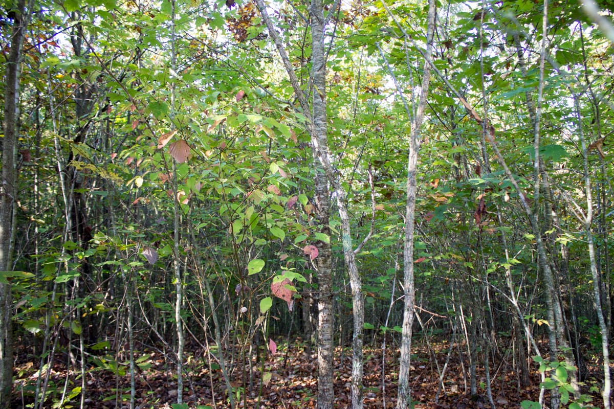 Black Oak Ranch Tract 7 photo 12