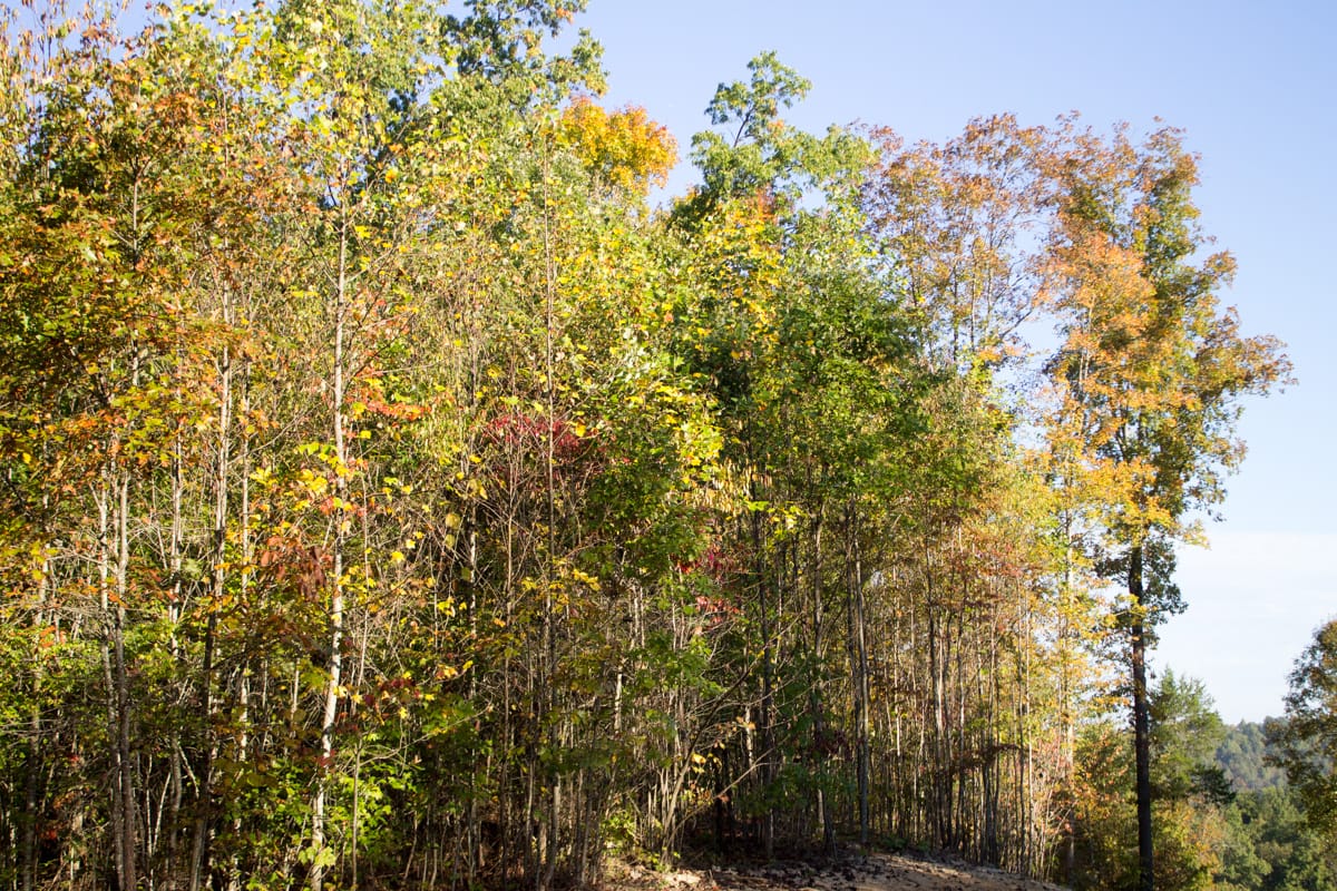 Black Oak Ranch Tract 7 photo 11