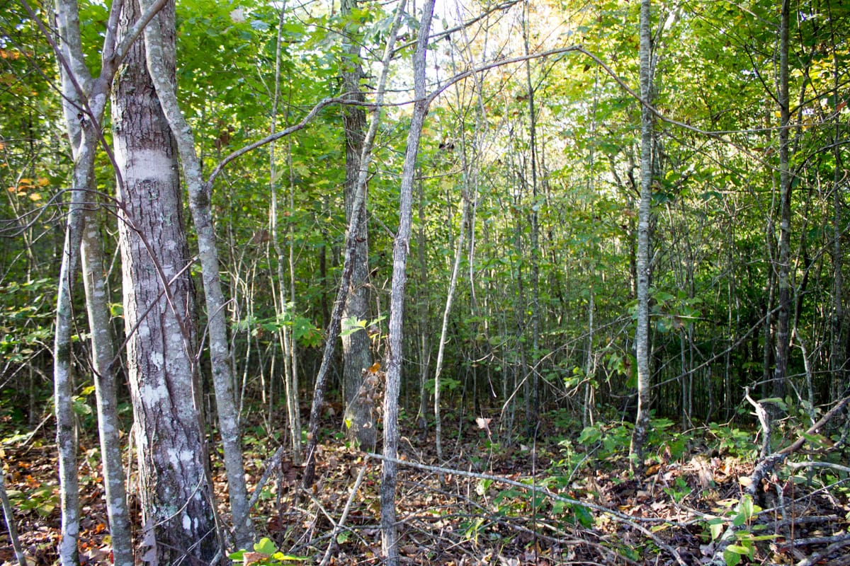 Black Oak Ranch Tract 7 photo 7