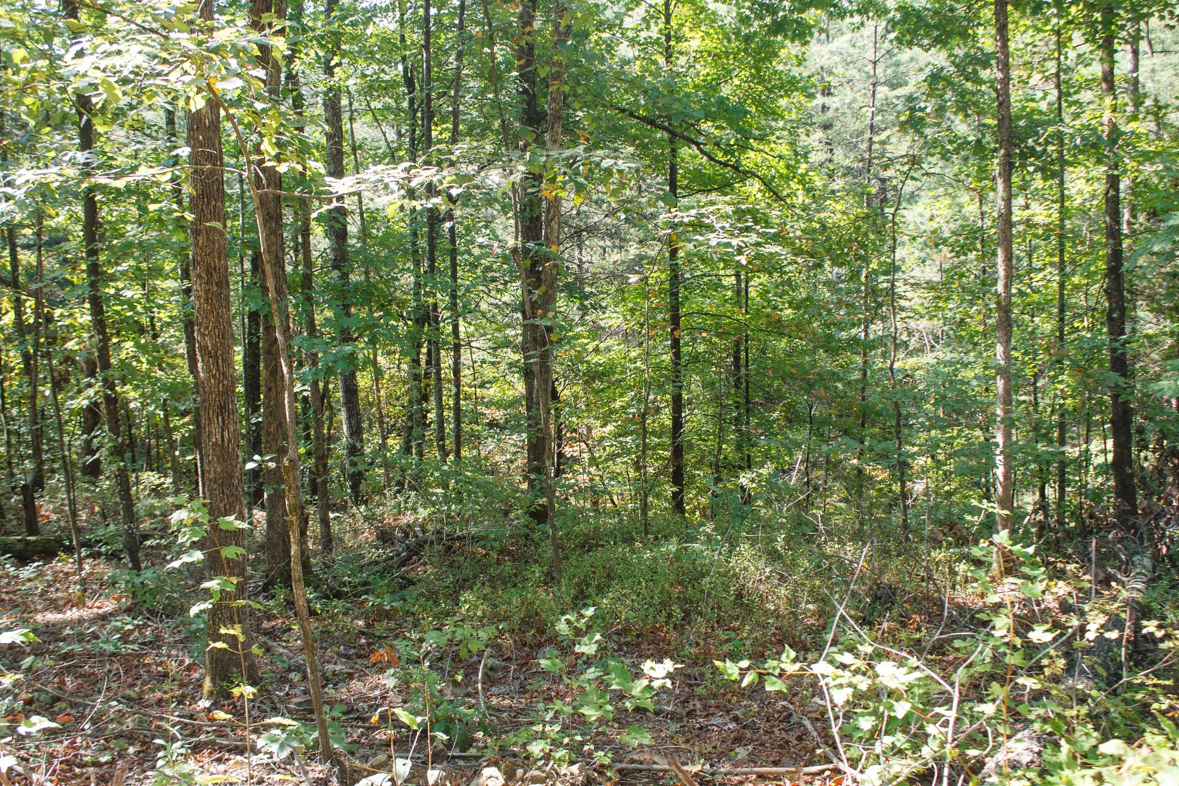 Wounded Oak Tract 6 photo 2