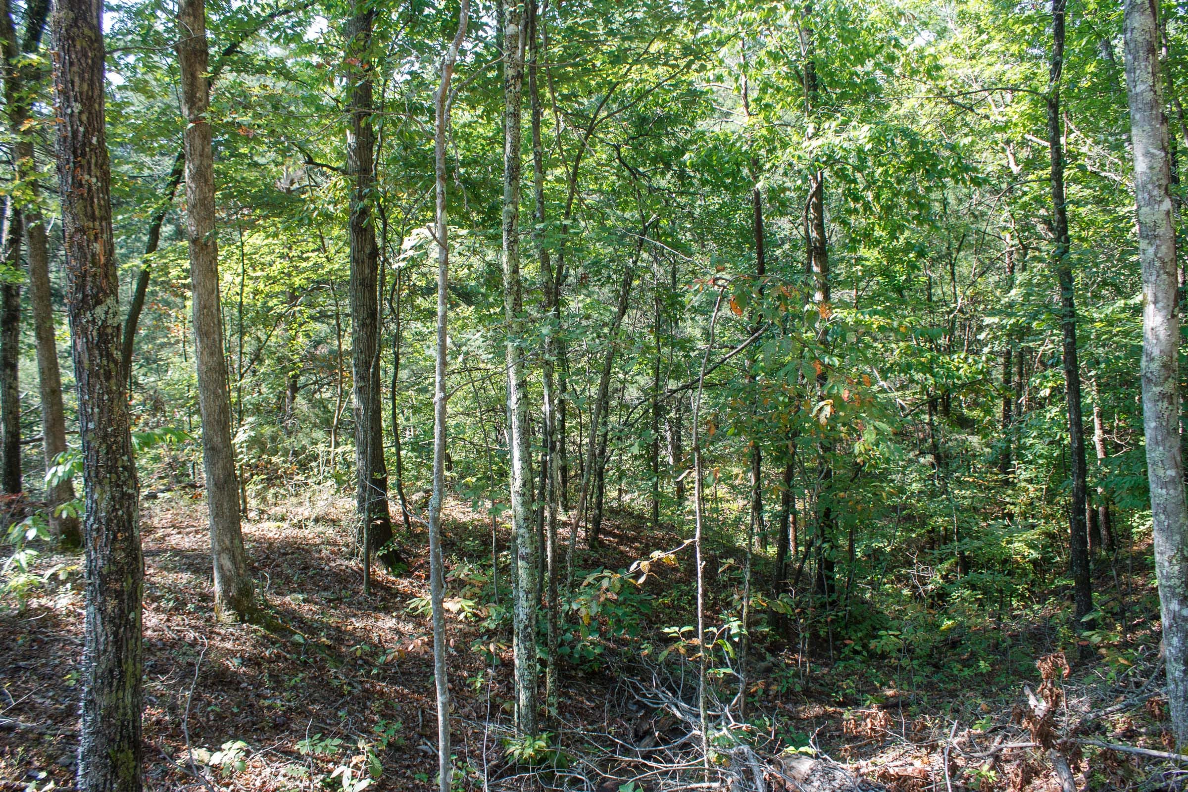 Wounded Oak Tract 6 photo 3