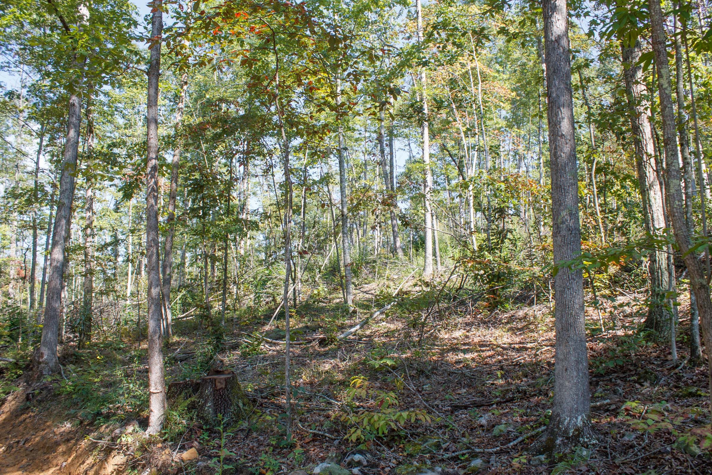 Wounded Oak Tract 6 photo 4