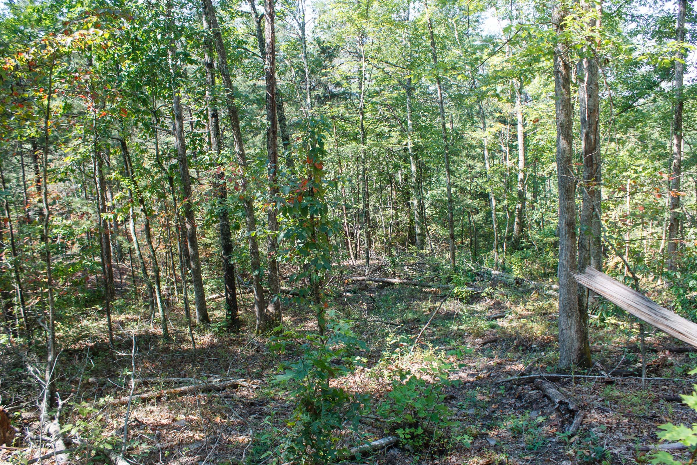 Wounded Oak Tract 6 photo 5