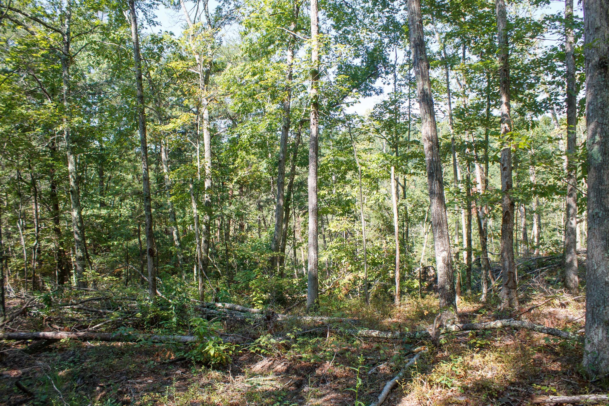 Wounded Oak Tract 6 photo 6