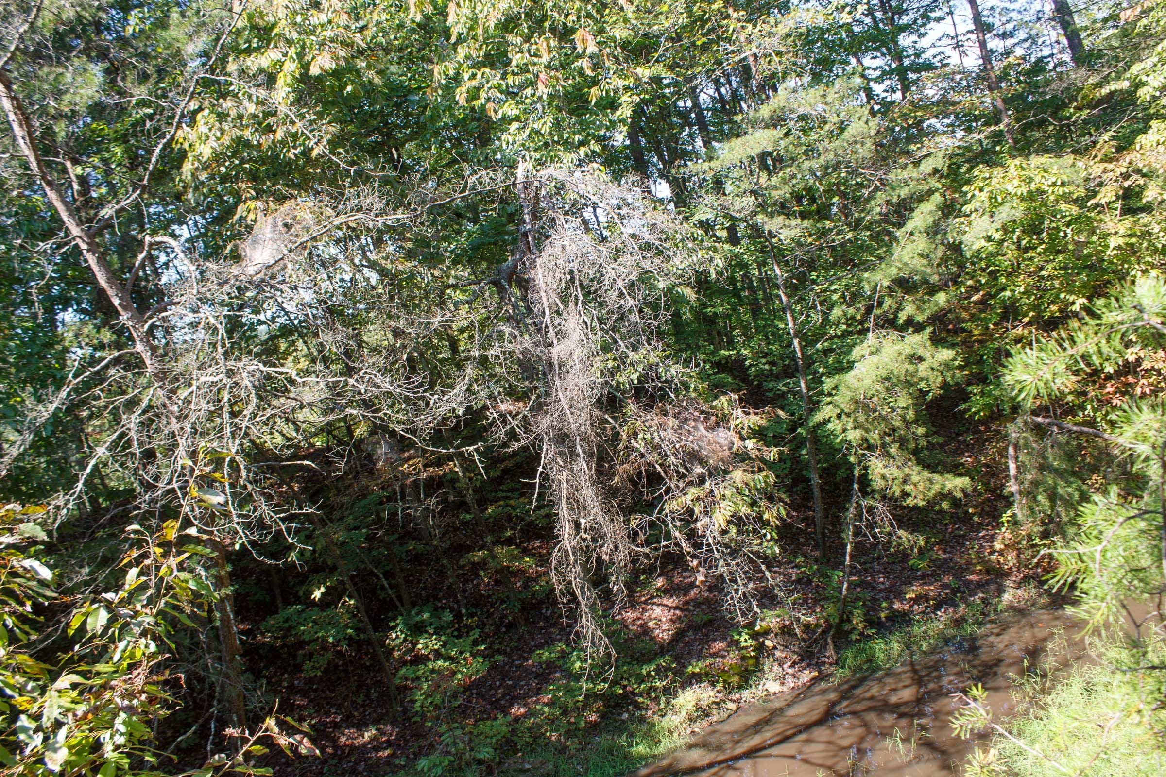 Wounded Oak Tract 6 photo 9