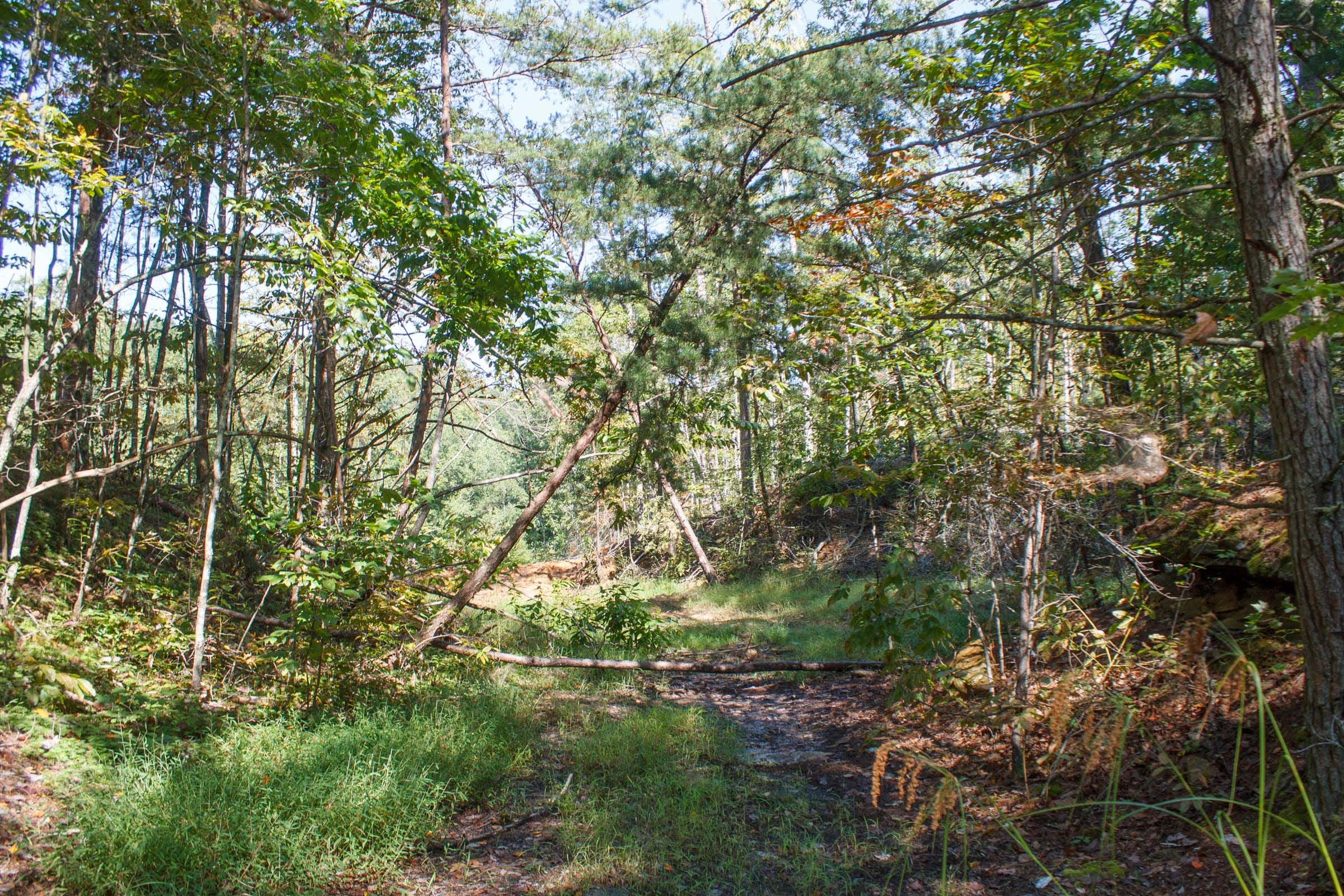 Wounded Oak Tract 6 photo 10