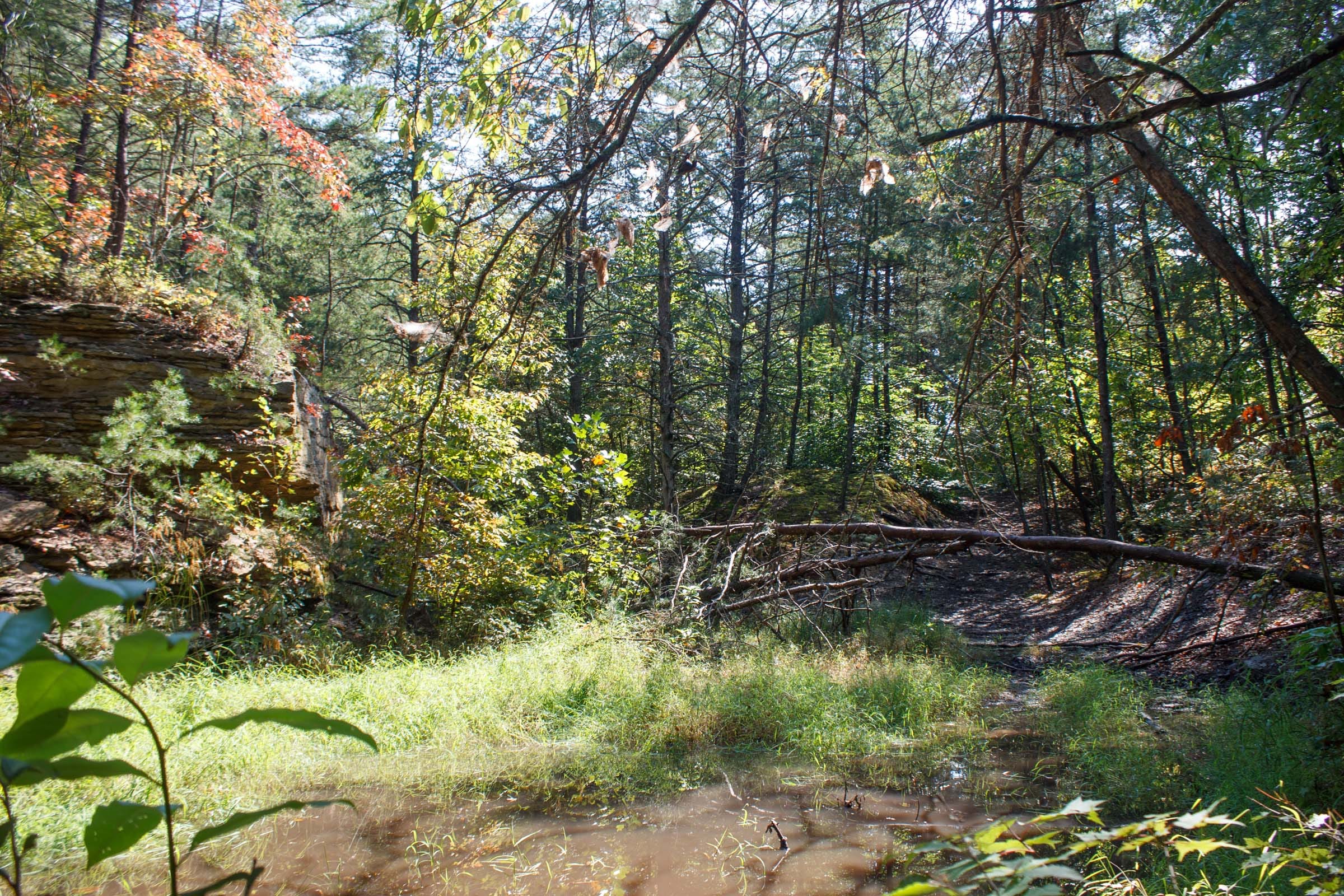 Wounded Oak Tract 6 photo 13
