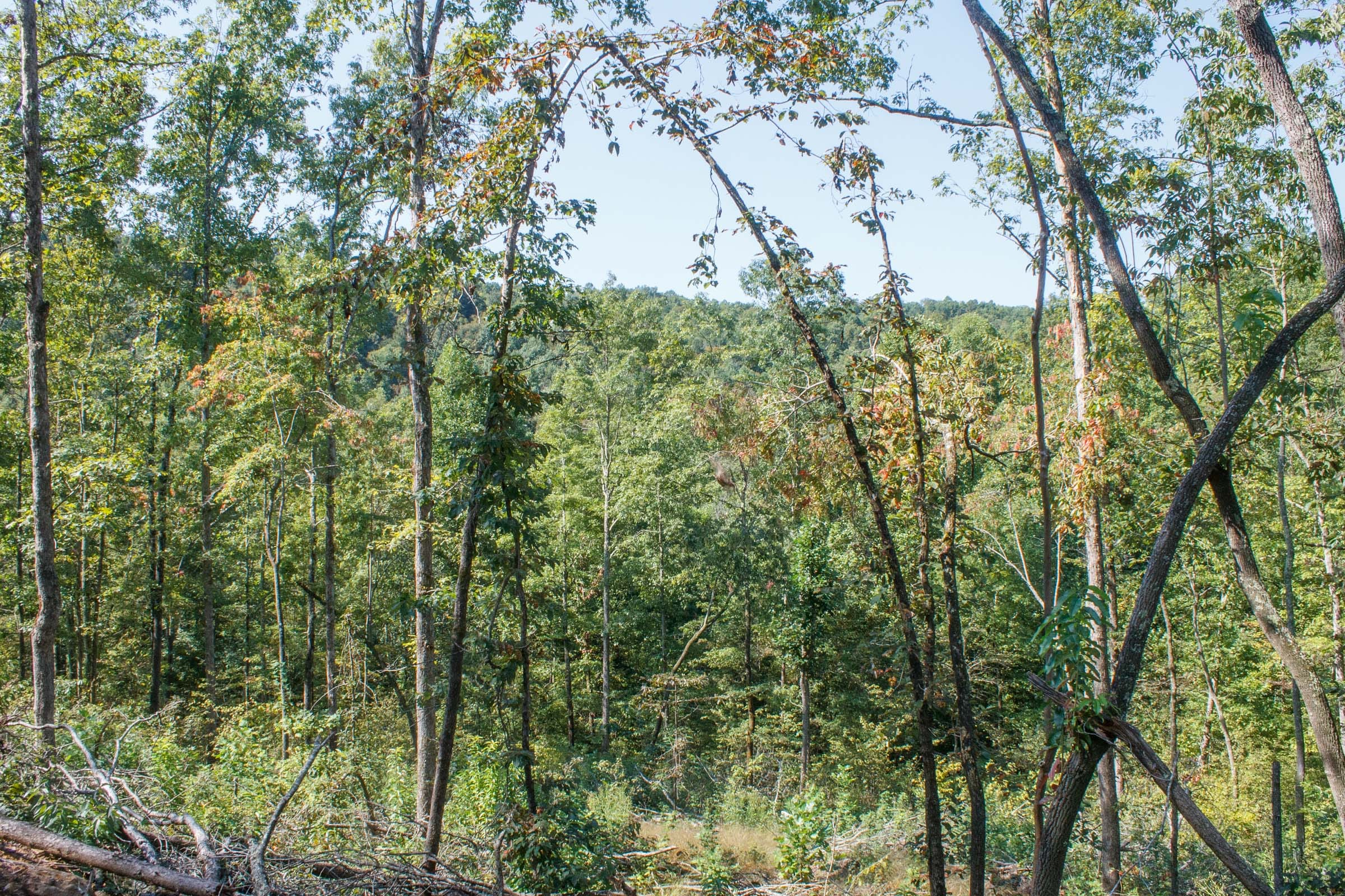 Wounded Oak Tract 6 photo 14