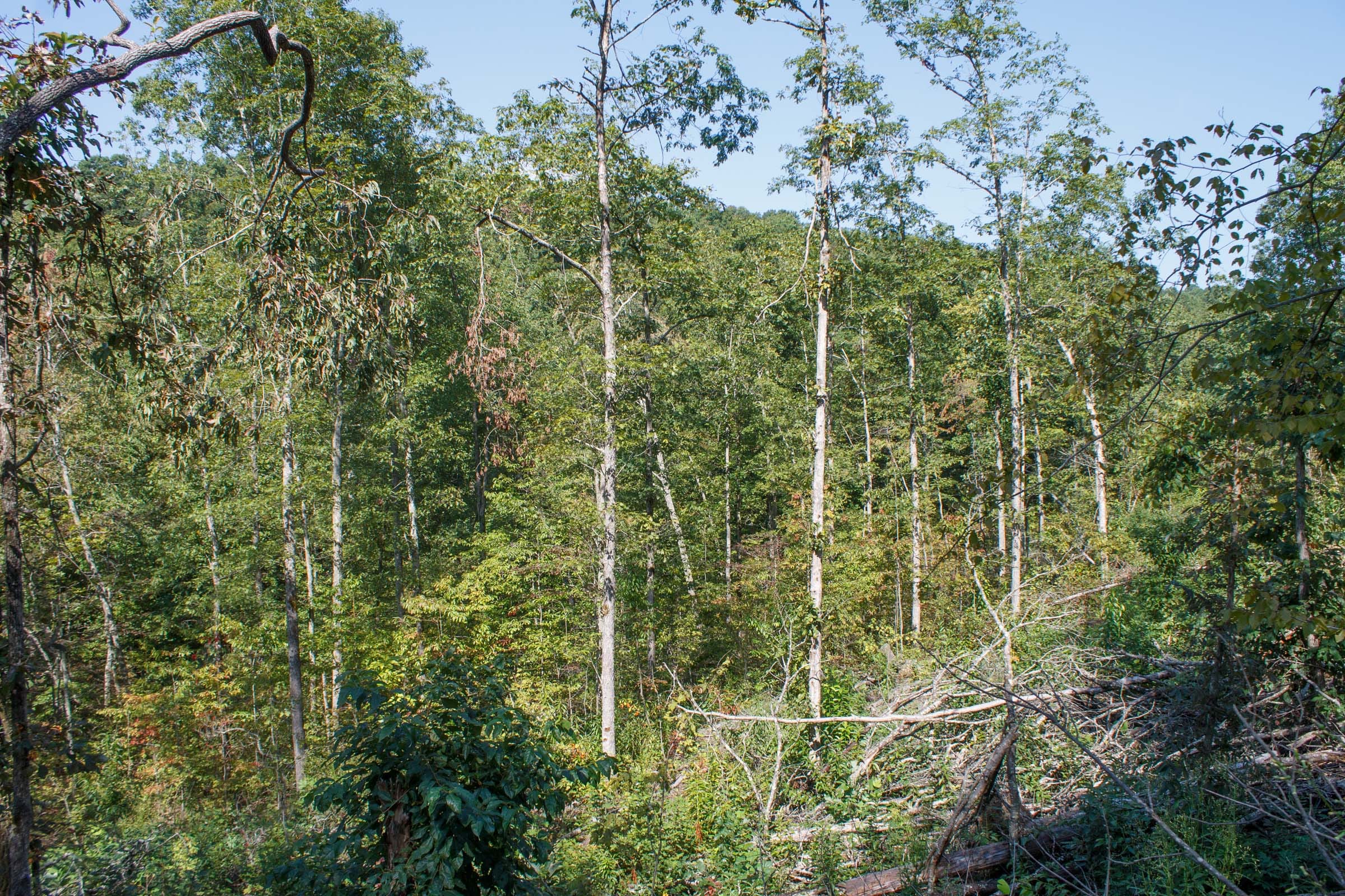 Wounded Oak Tract 6 photo 15