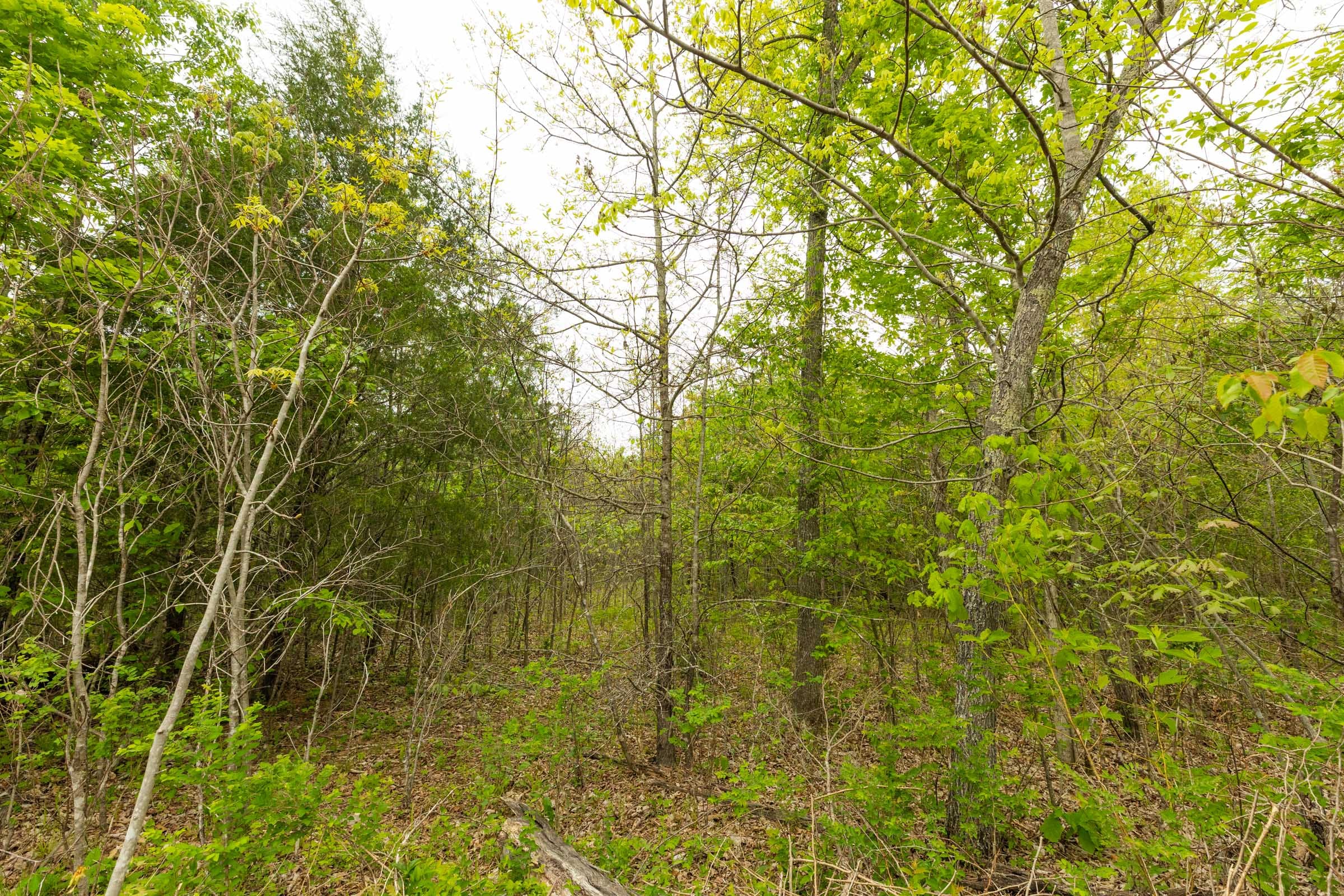 Double S Ranch Tract 11 photo 12
