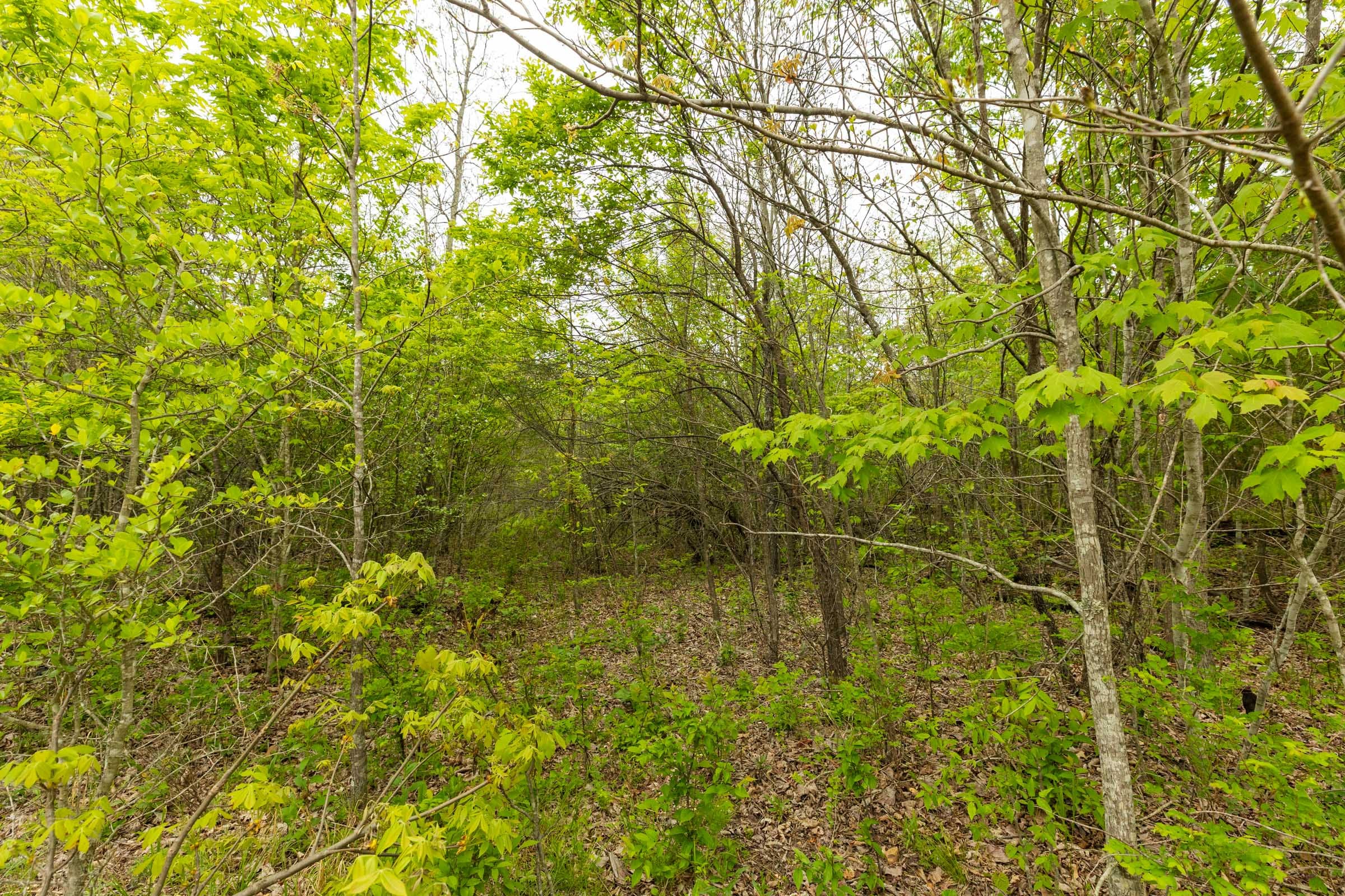 Double S Ranch Tract 11 photo 8