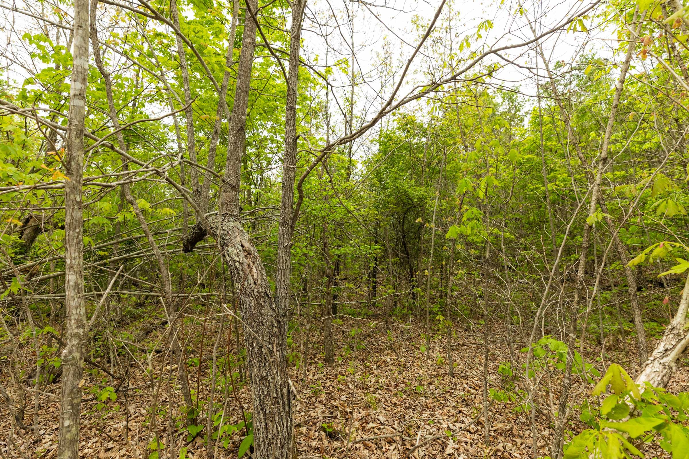 Double S Ranch Tract 11 photo 5
