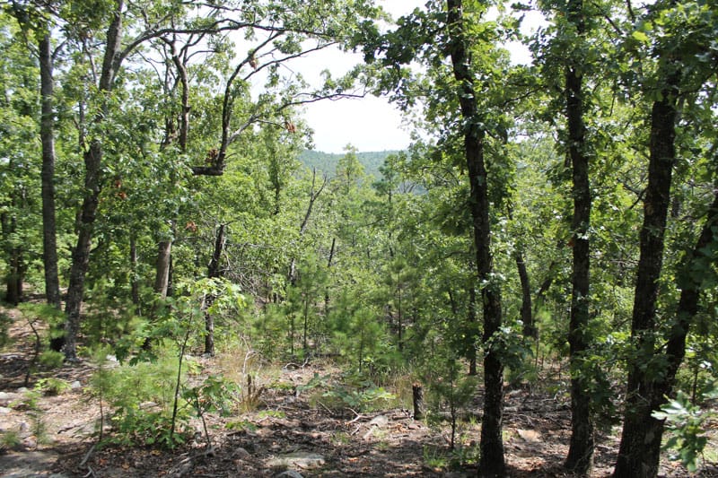 Trophy Ridge Phase III Tract 13 photo 2