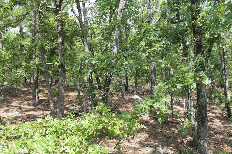 Trophy Ridge Phase III Tract 13 photo 3