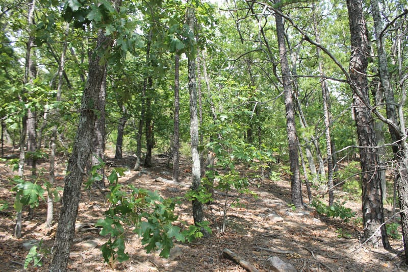Trophy Ridge Phase III Tract 13 photo 4