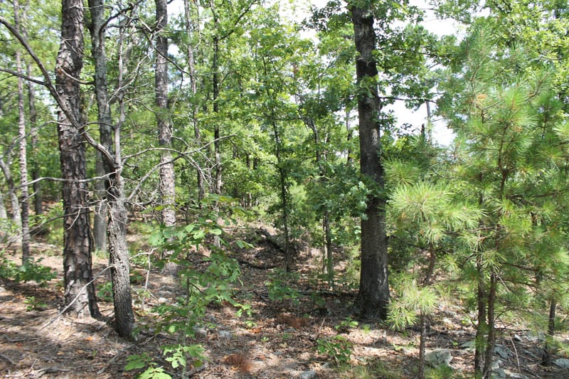 Trophy Ridge Phase III Tract 13 photo 5