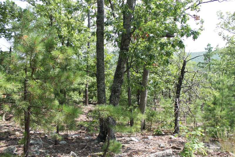 Trophy Ridge Phase III Tract 13 photo 6